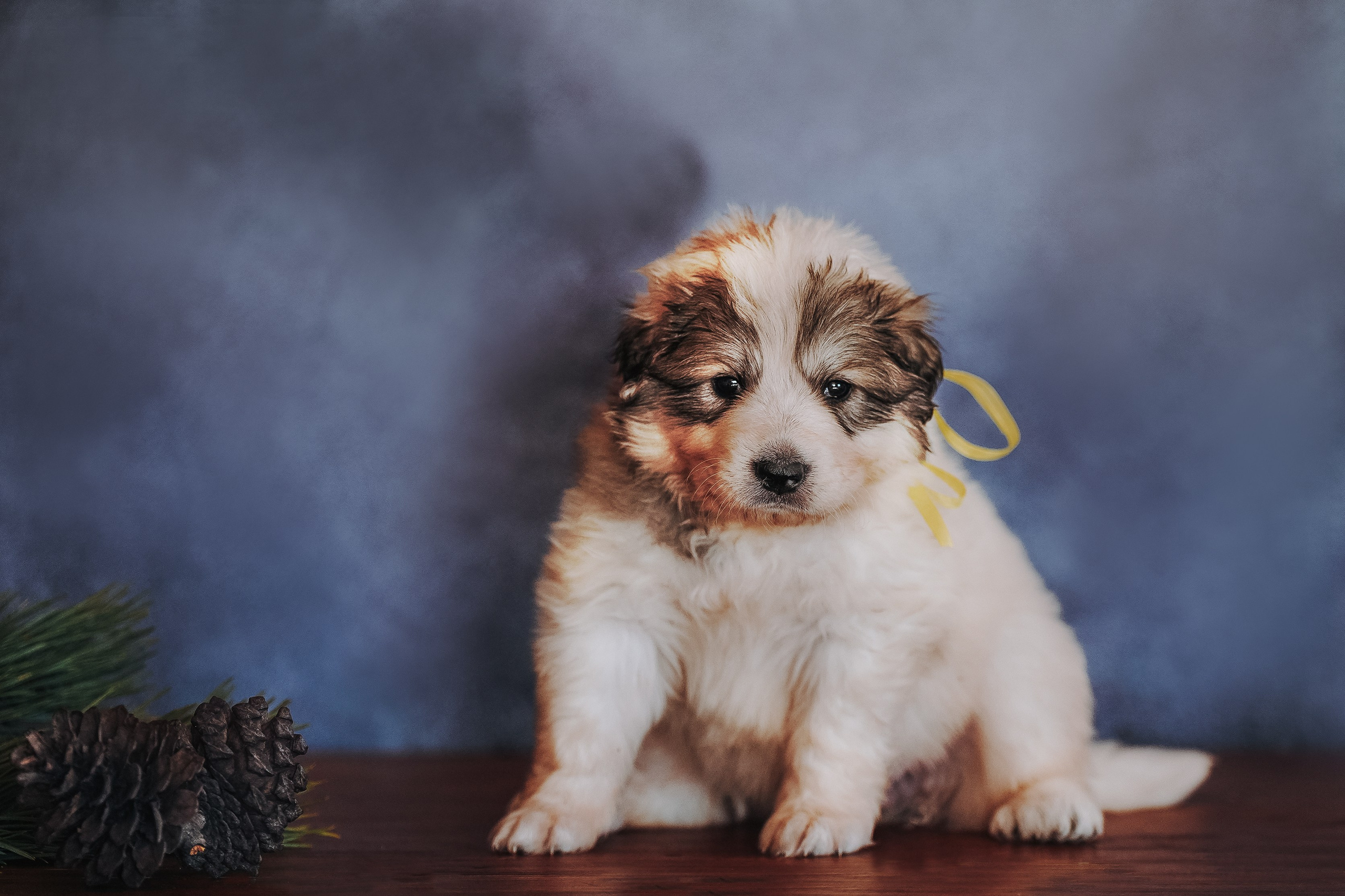 Пиренейские горные. Фотограф анималист в Спб недорого Олеся Майорова