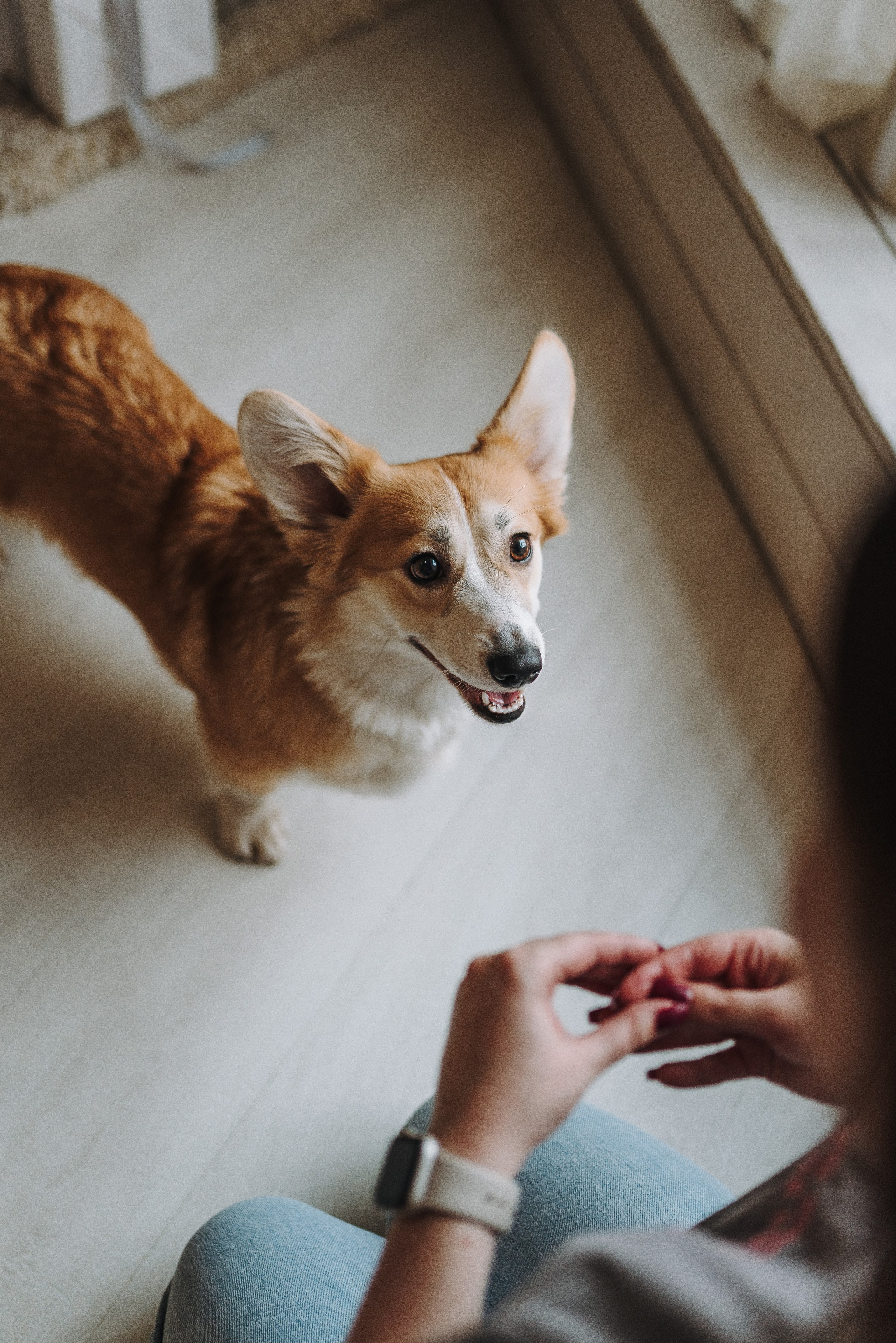 Александра и Бри. Фотограф анималист в Спб недорого Олеся Майорова