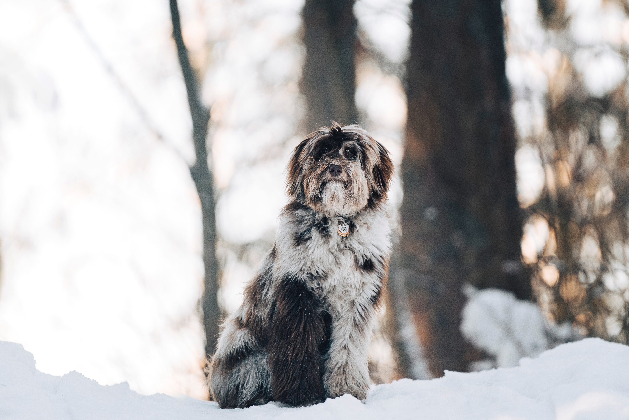 Хэйзел и её семья. Фотограф анималист в Спб недорого Олеся Майорова