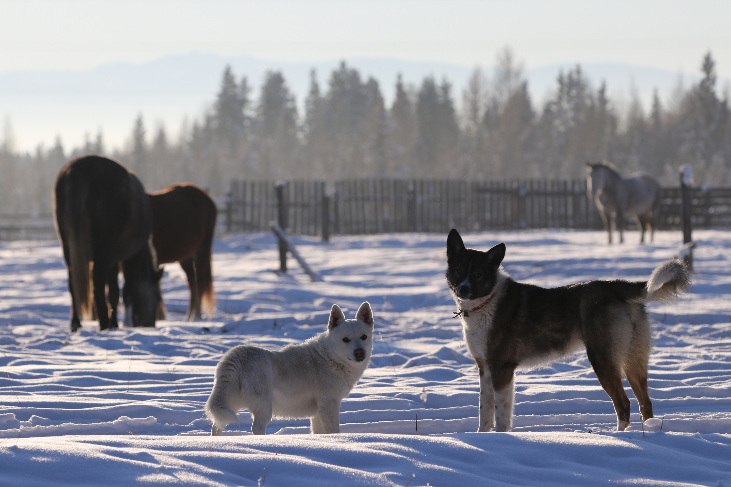 Аршан. Январь 2022. Путешественник-фотограф из Санкт-Петербурга Татьяна Свистулина