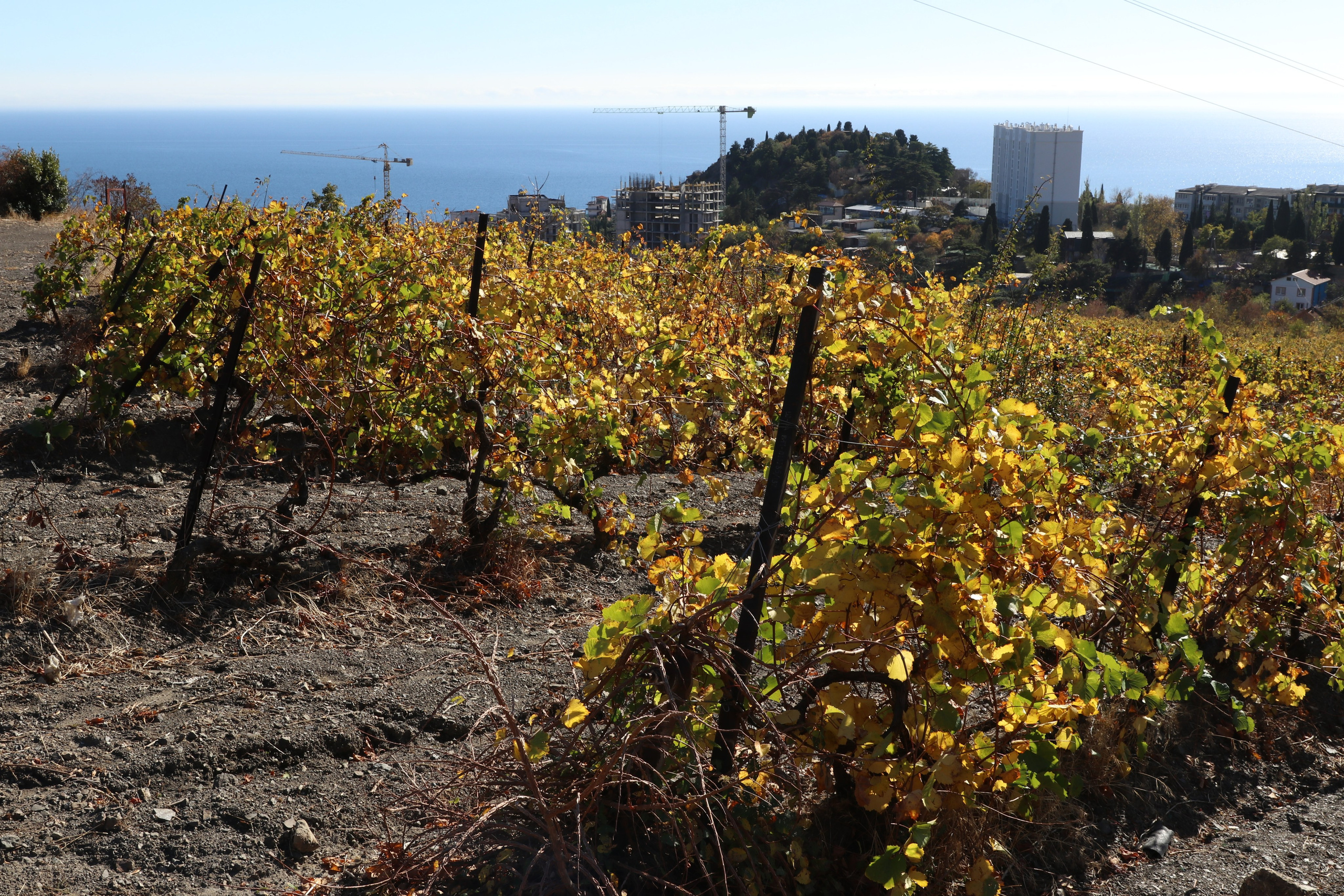 Крым. ЮБК (Гурзуф, Судак и их окрестности). Ноябрь 2023. Путешественник-фотограф из Санкт-Петербурга Татьяна Свистулина