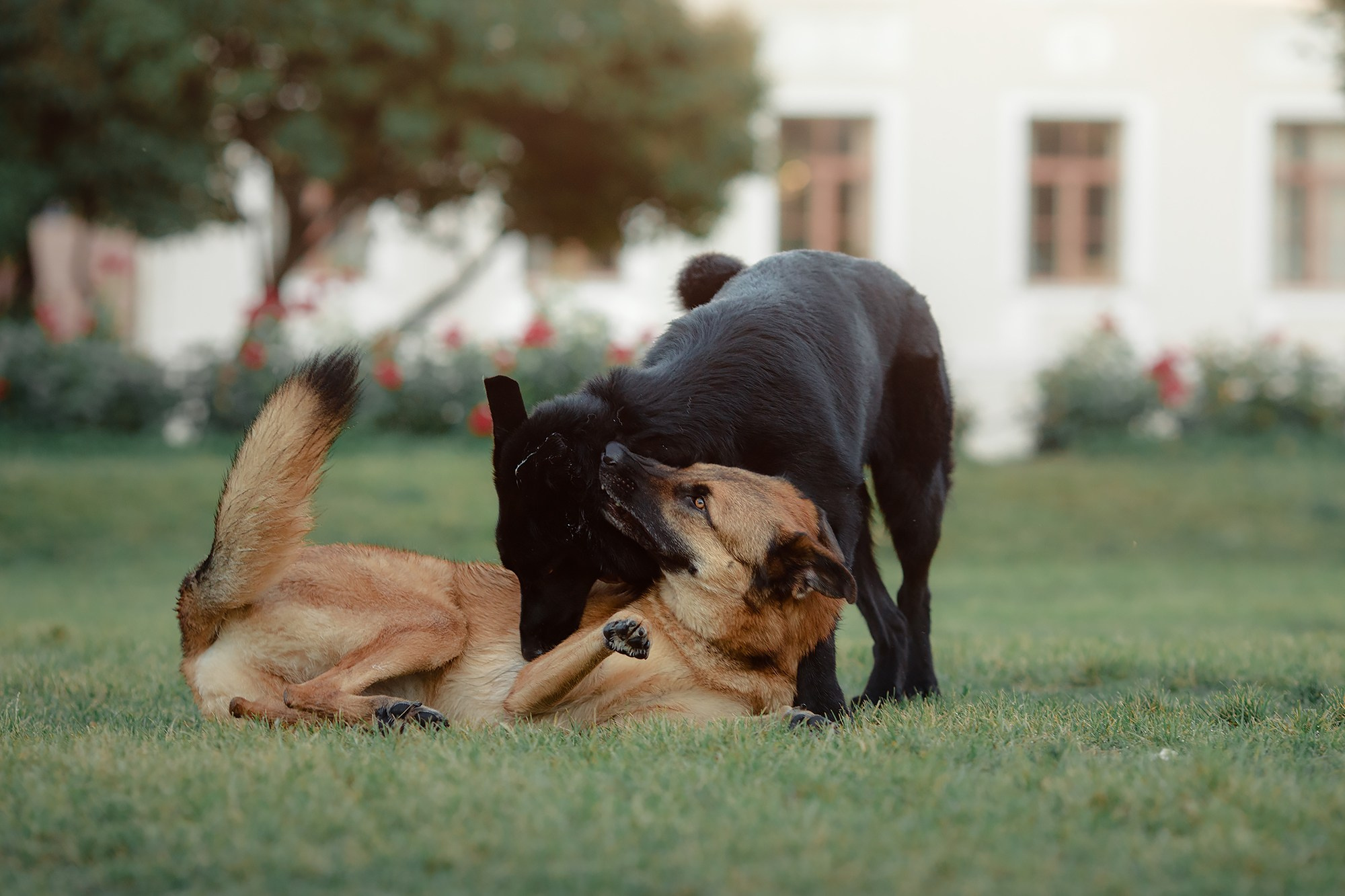 Алена, Кай и Мара. Фотограф-анималист Mary Mart — Москва, Питер