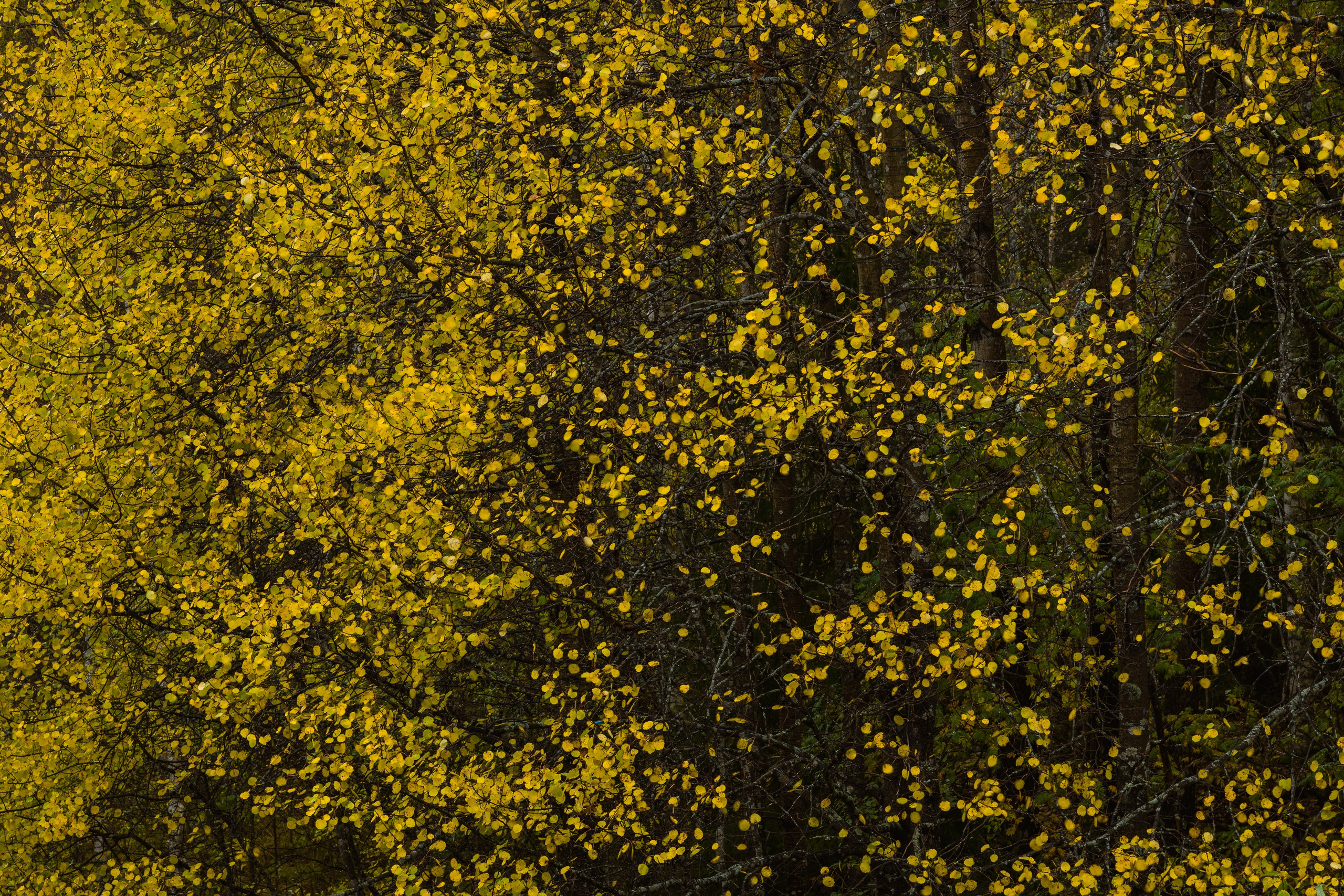 Осень. Северные Ночи