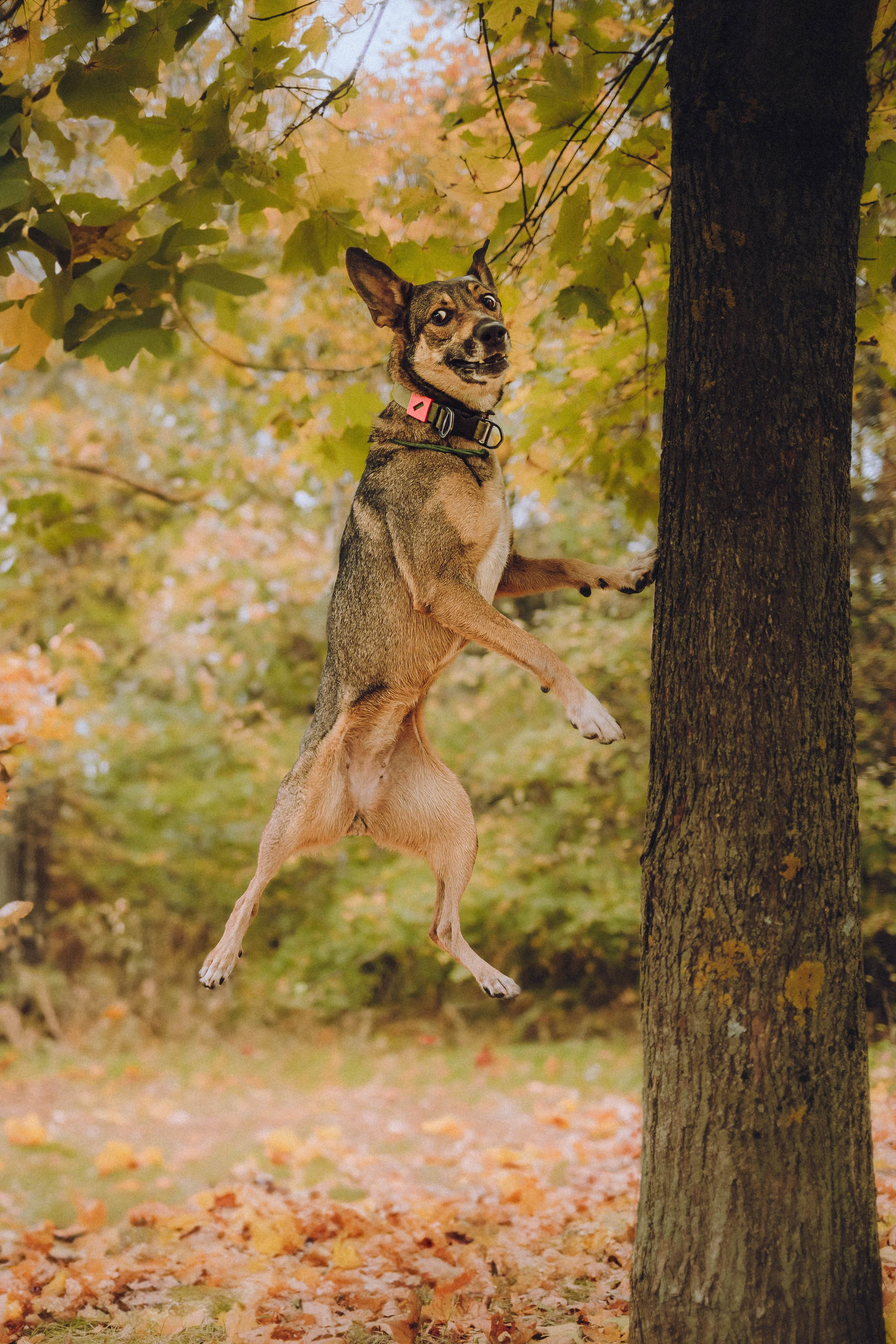 Аня, Нео и Луна