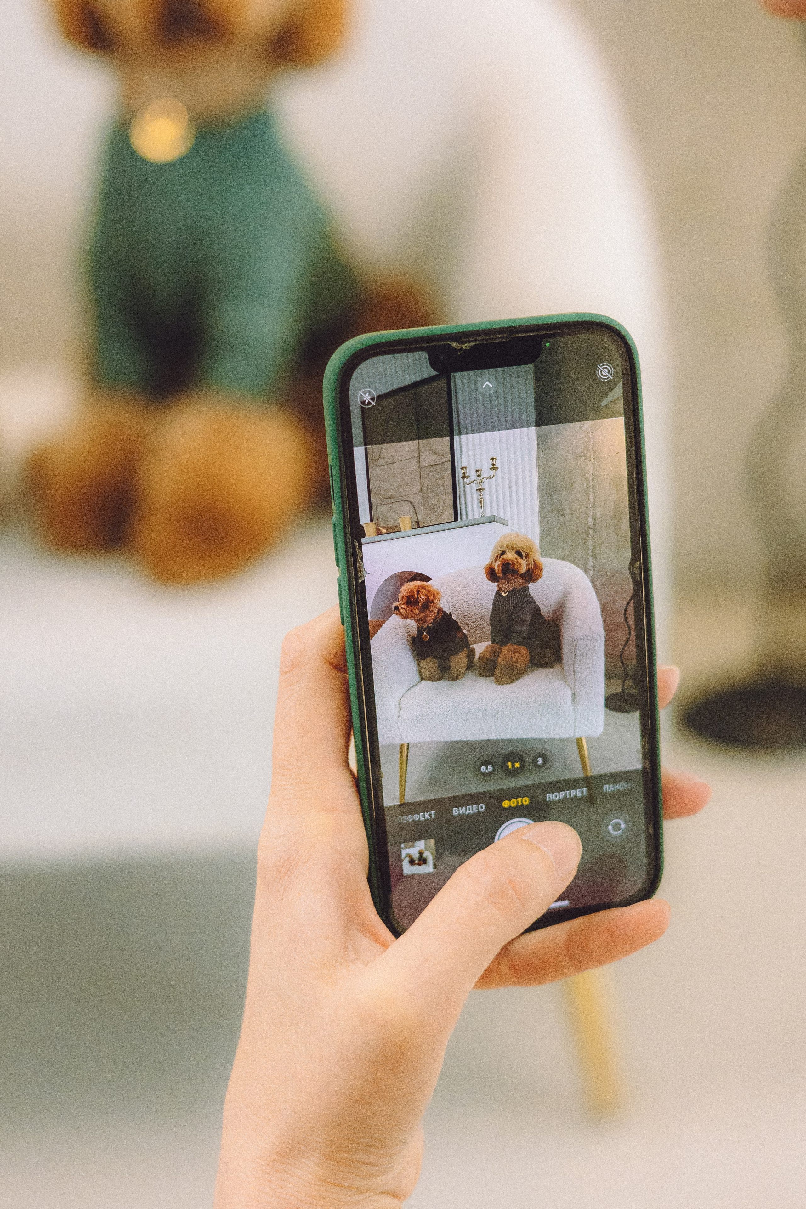 День Рождения пуделя Глаши