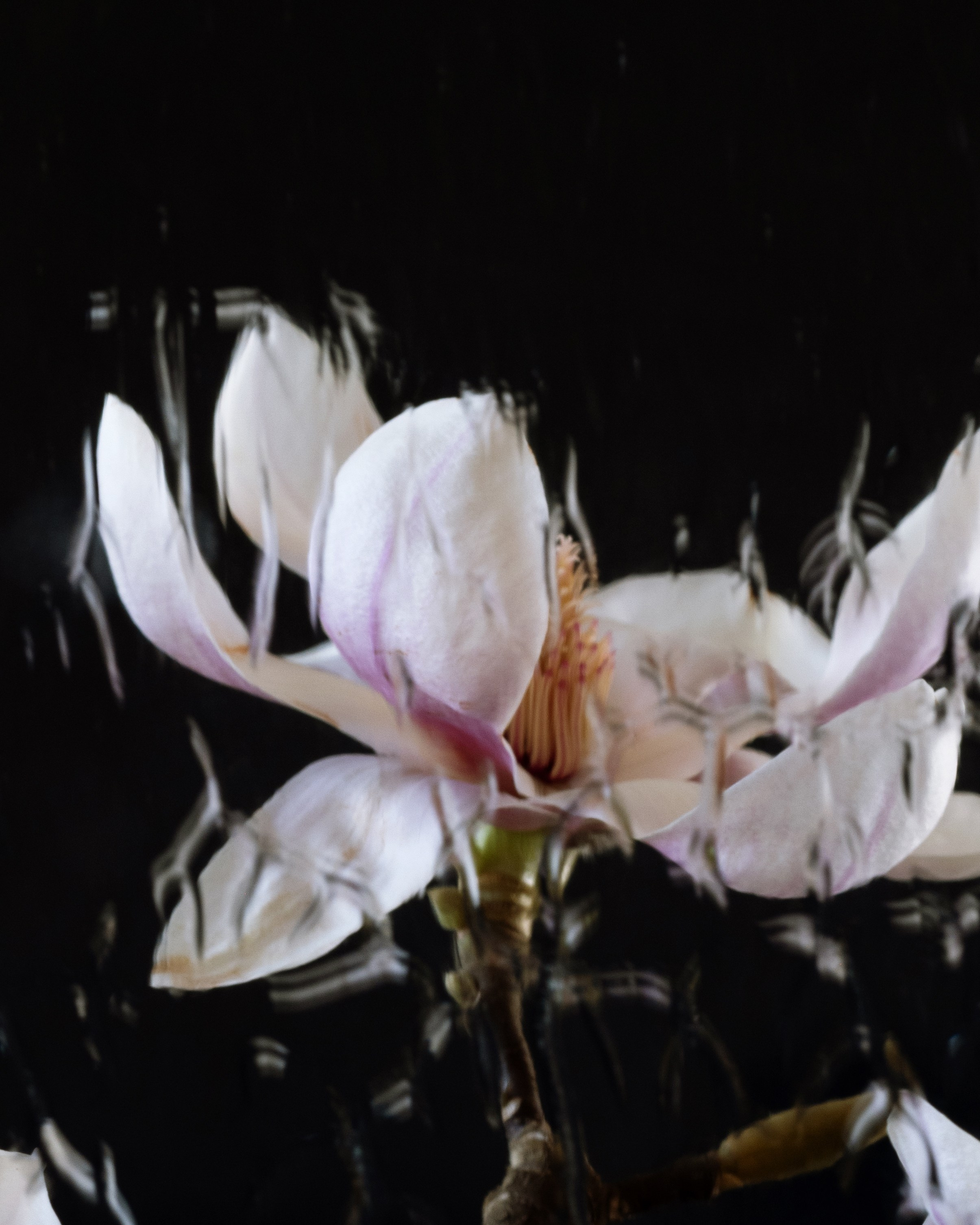 Elusive. Author’s fine art prints with international delivery