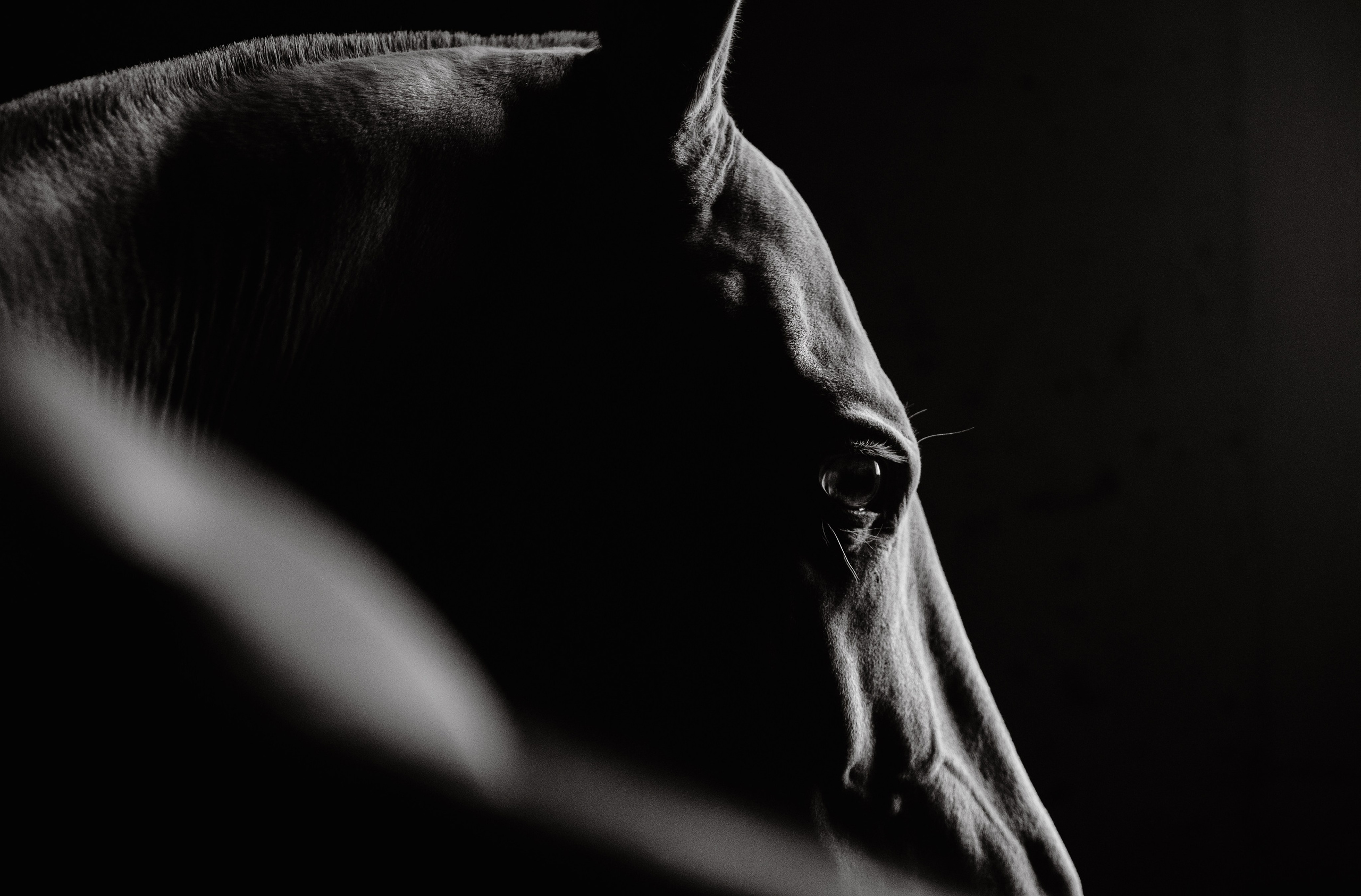 Akhalteke. Фотограф-анималист Ксендзова Кристина