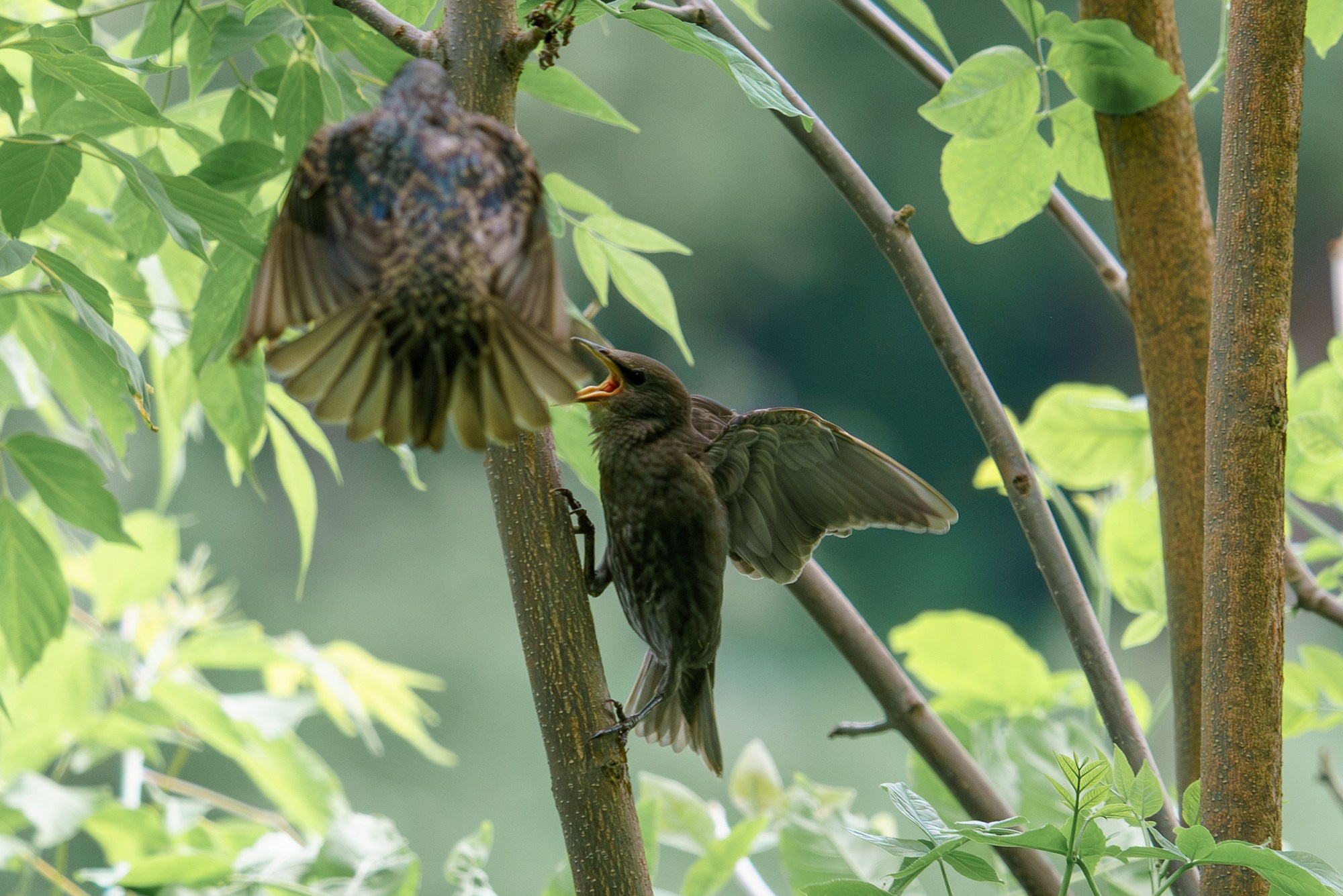 Удивительные мир птиц. Вокруг нас столько прекрасного — присмотритесь!. Ваш личный фотограф Марина Волкова