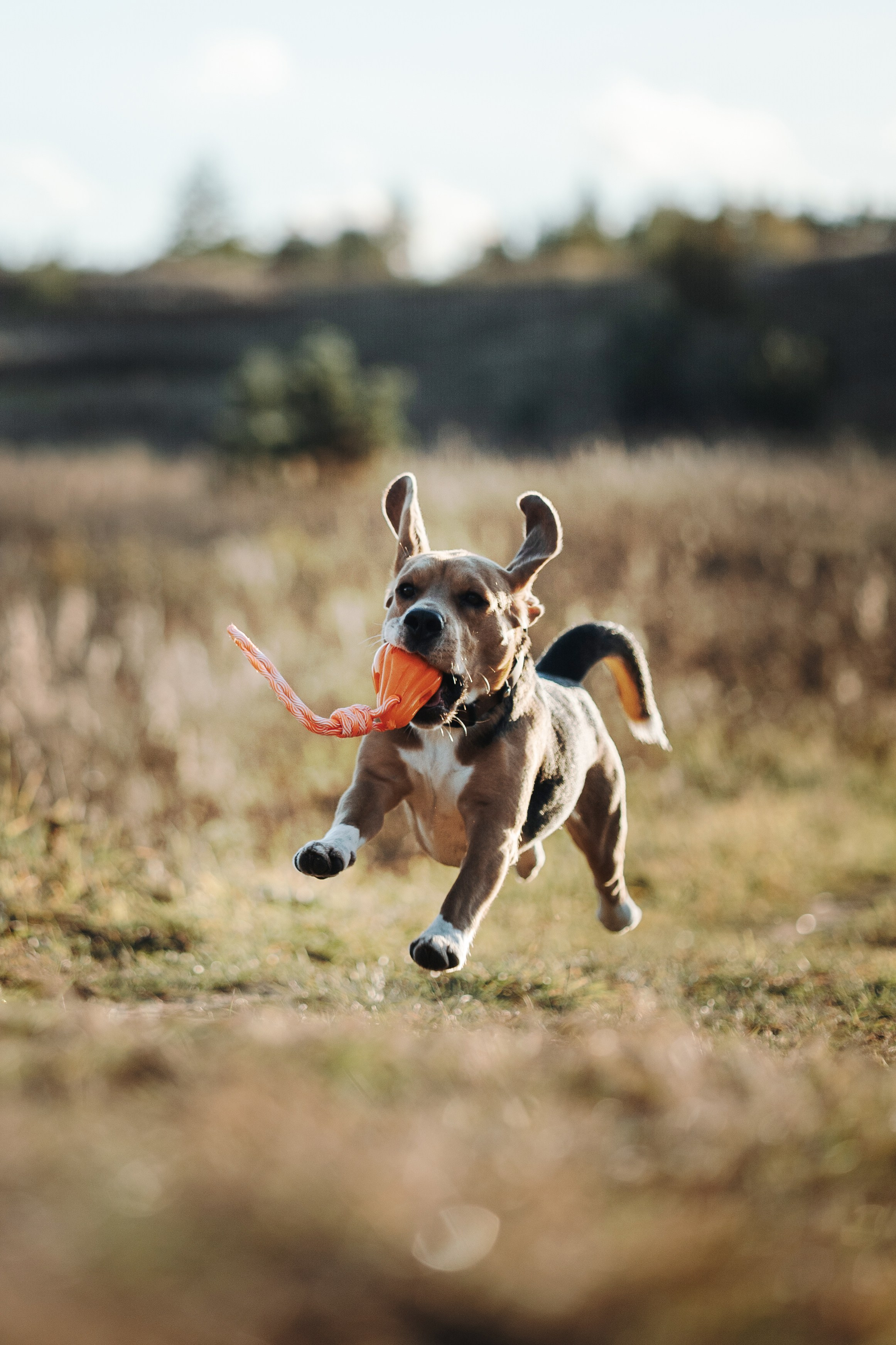 Оуджи и его семья. Фотограф — Анималист | Санкт-Петербург