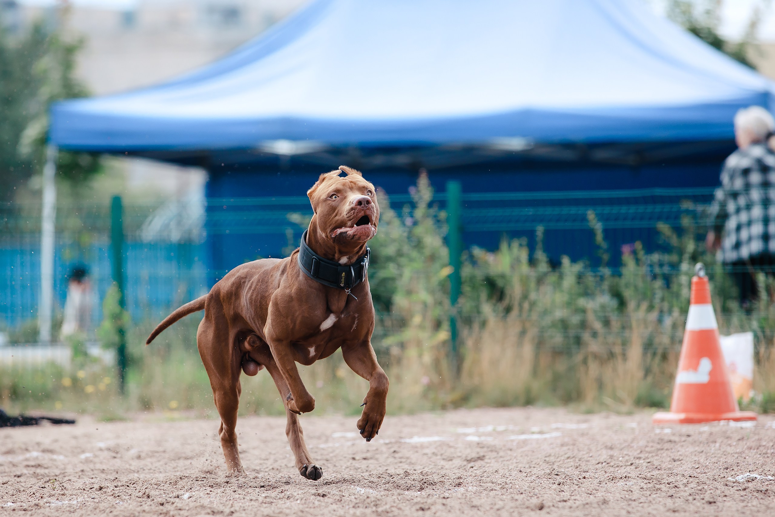 Питч&Гоу + веселые старты. Фотограф-анималист Mary Mart — Москва, Питер