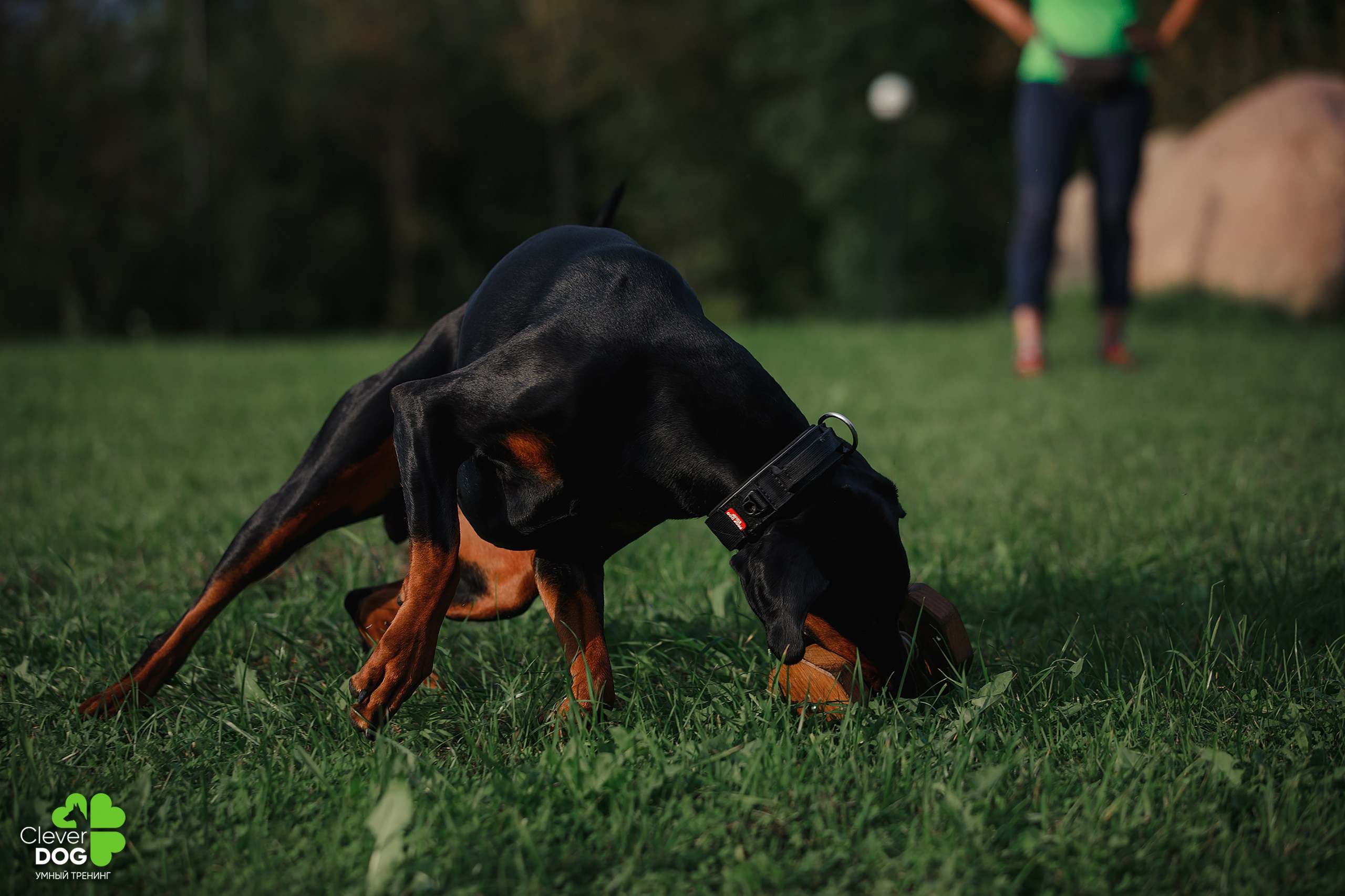 Кинологический лагерь CleverDog, 2024. Фотограф-анималист Mary Mart — Москва, Питер