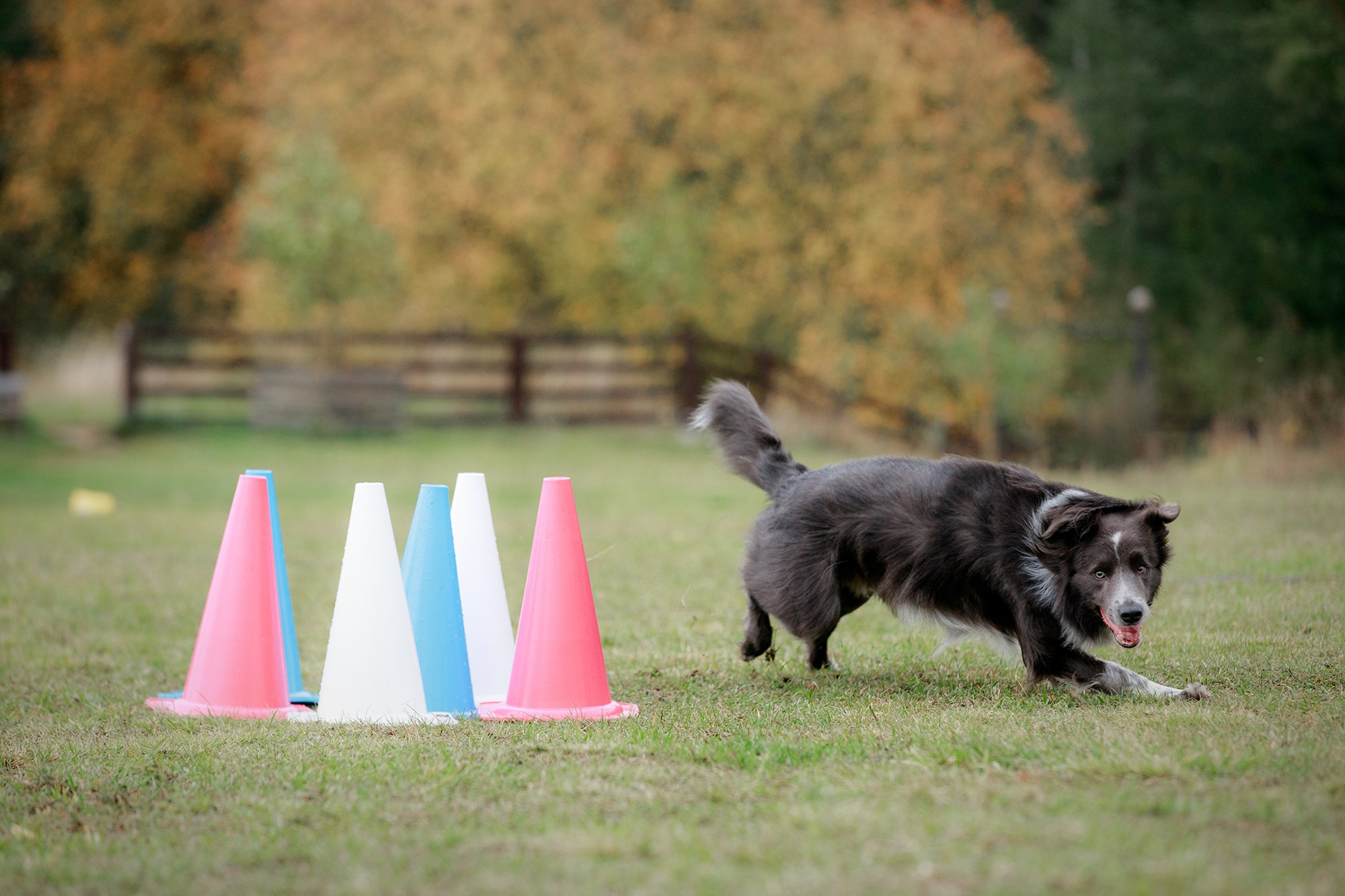 Лагерь по ОБД с Инной Баженовой. Фотограф-анималист Mary Mart — Москва, Питер