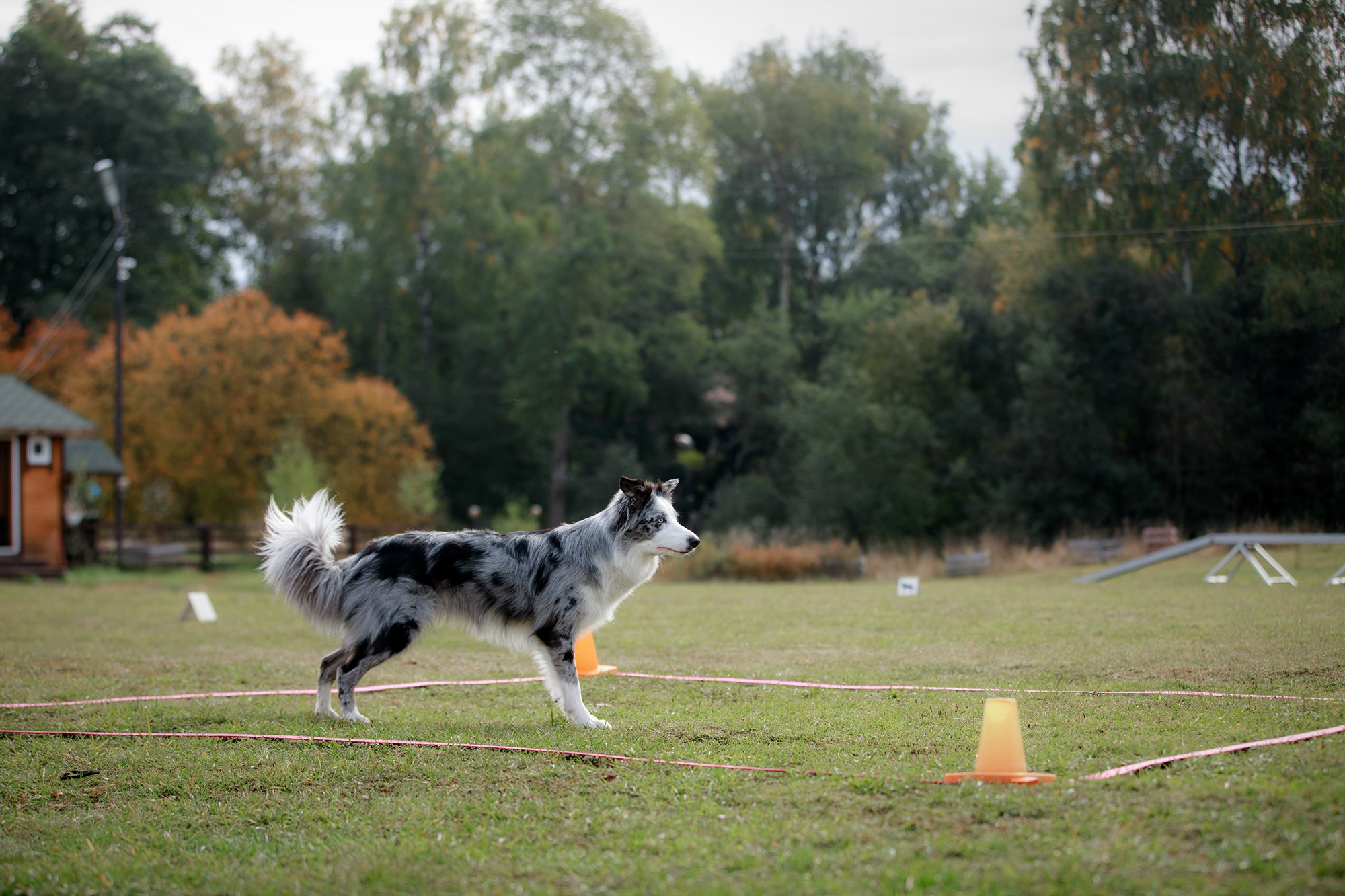 Лагерь по ОБД с Инной Баженовой. Фотограф-анималист Mary Mart — Москва, Питер