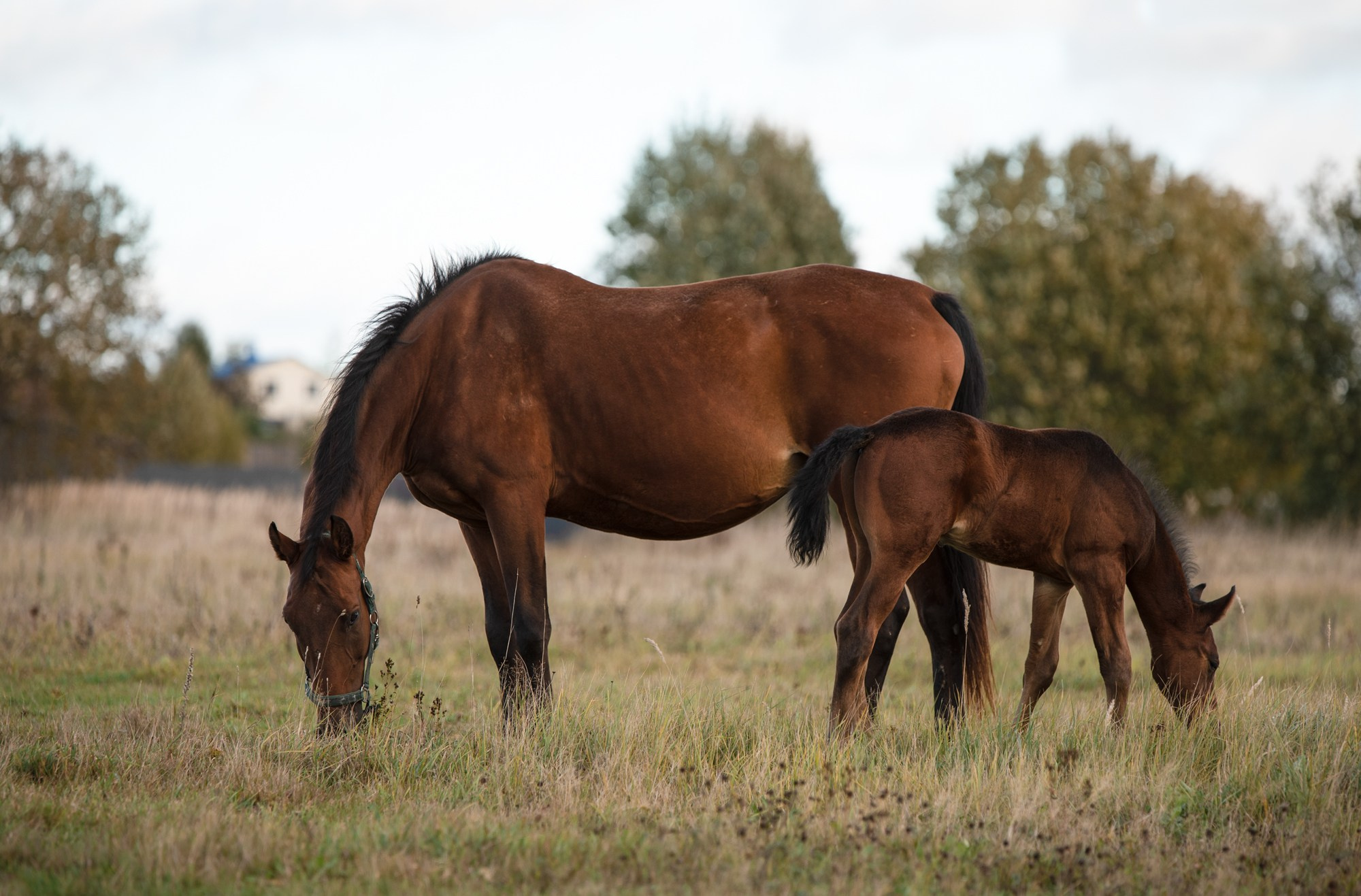 Портрет лошади, лошадь, конь, фото лошади, фотография лошади, конный фотограф, съемка лошадей, фотограф лошадей, конная фотография, конный фотограф, конный фотограф в спб, профессиональный фотограф спб, фотограф спб, ахалтекинец, рысак, спортивная лошадь, конный клуб, фотосессия с лошадьми, тракененская лошадь, тяжеловоз, лошадь, жеребцы, игры жеребцов, табун, в табуне, свободные лошади, жеребенок