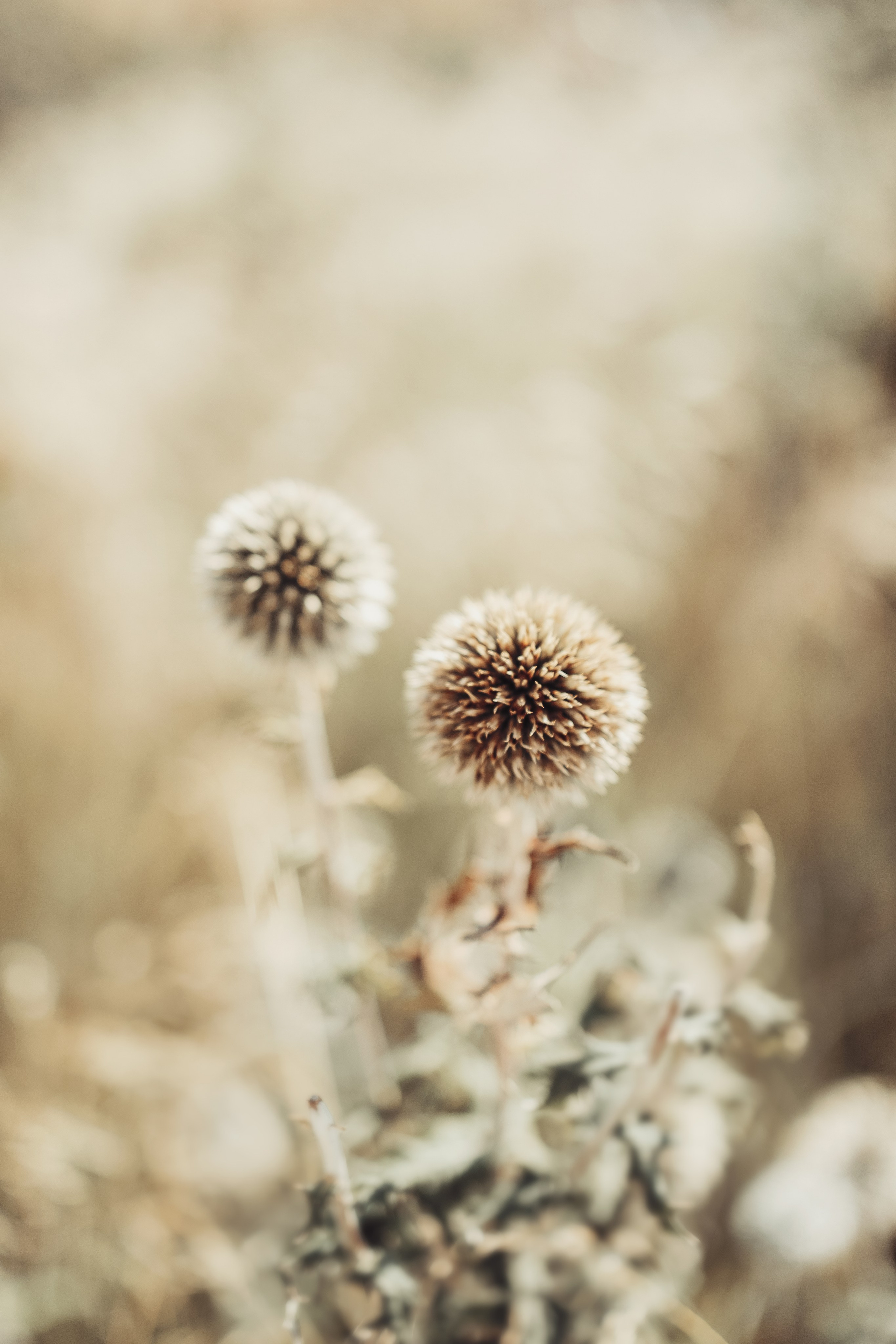 Street photo. Photographer in Turkey — Dari N