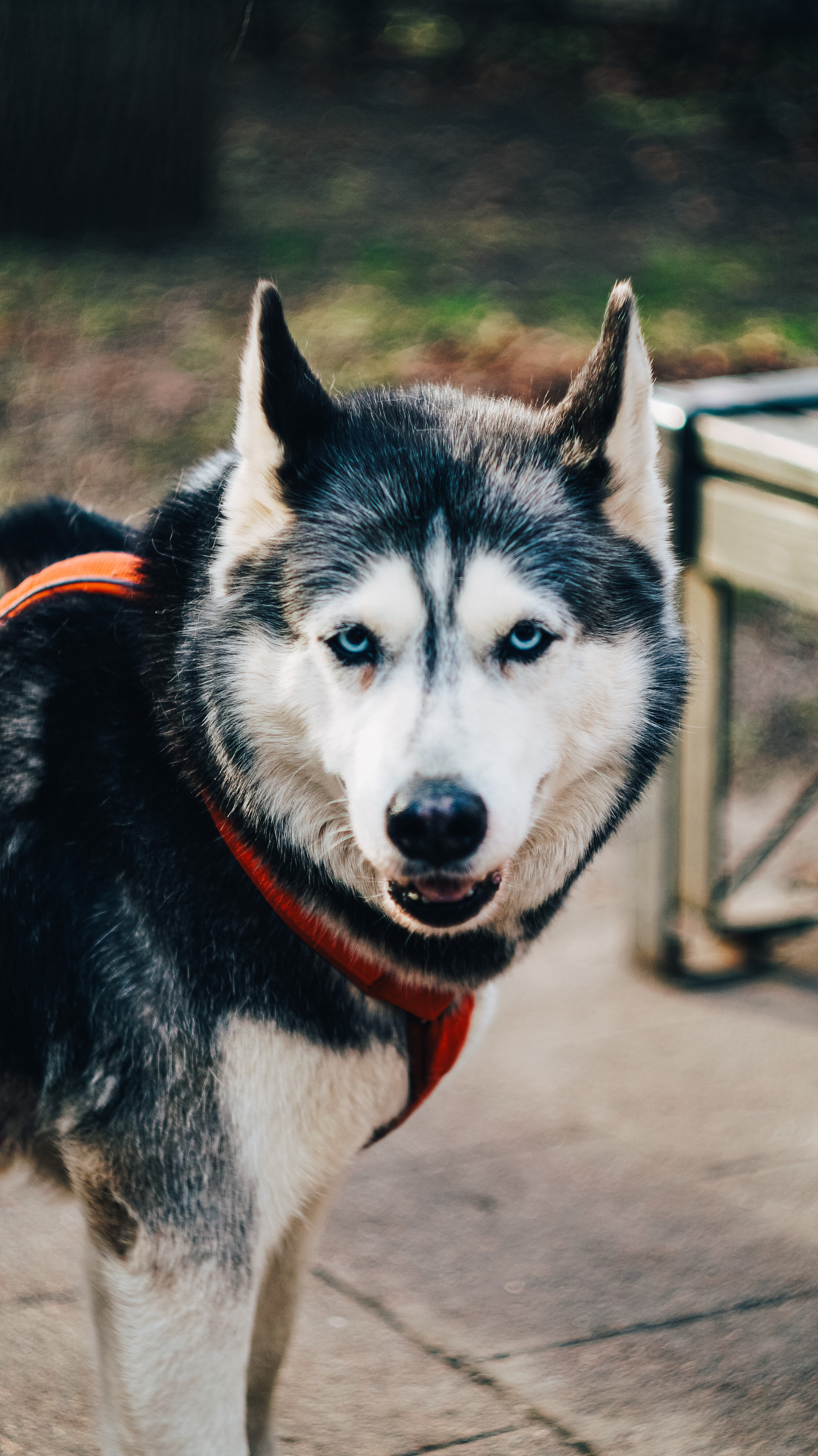 Dogs street. Профессиональный фотограф