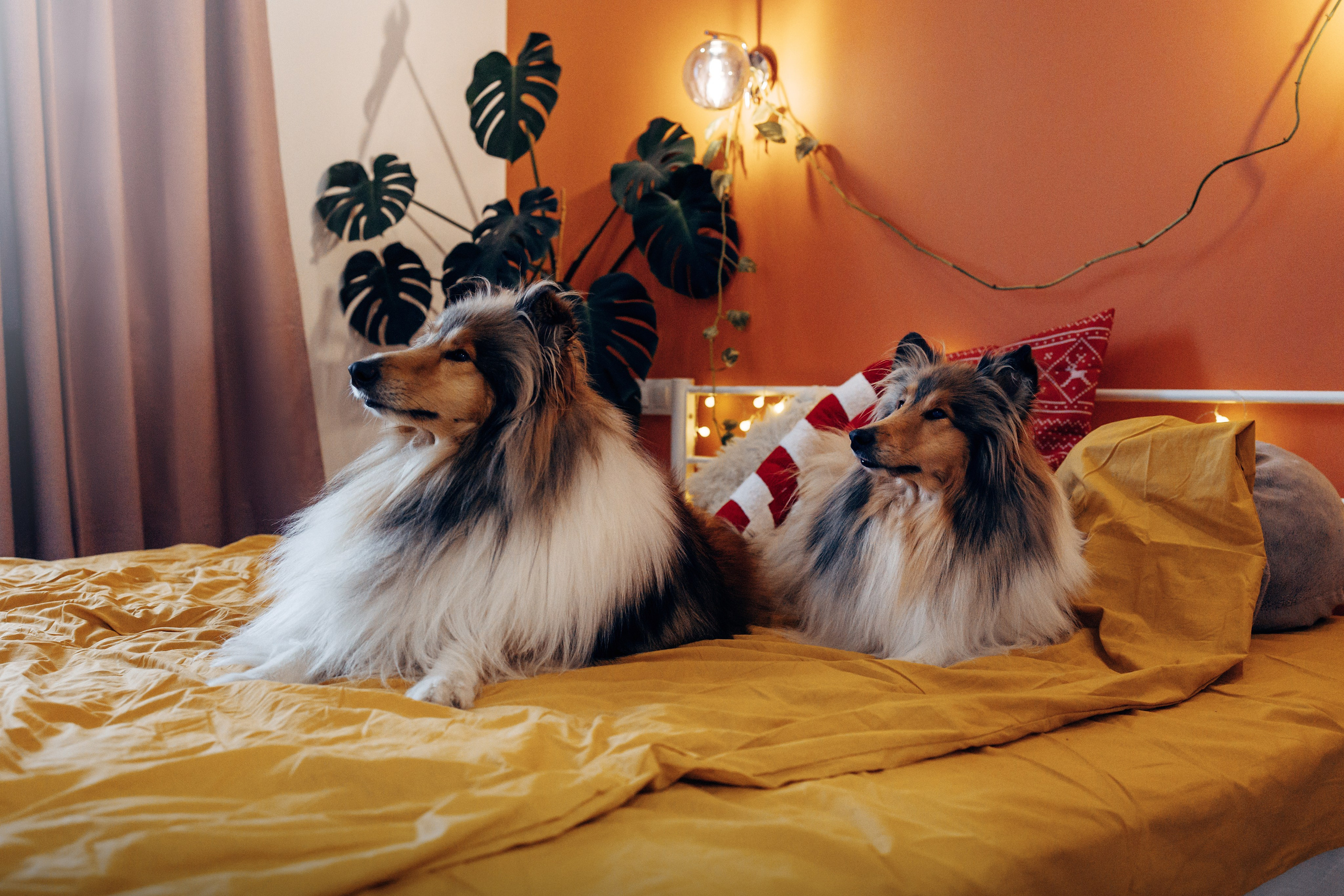 Юлиана, Элли и Райан. YULA KOLESOVA | Фотограф — Анималист | Художник | Тюмень