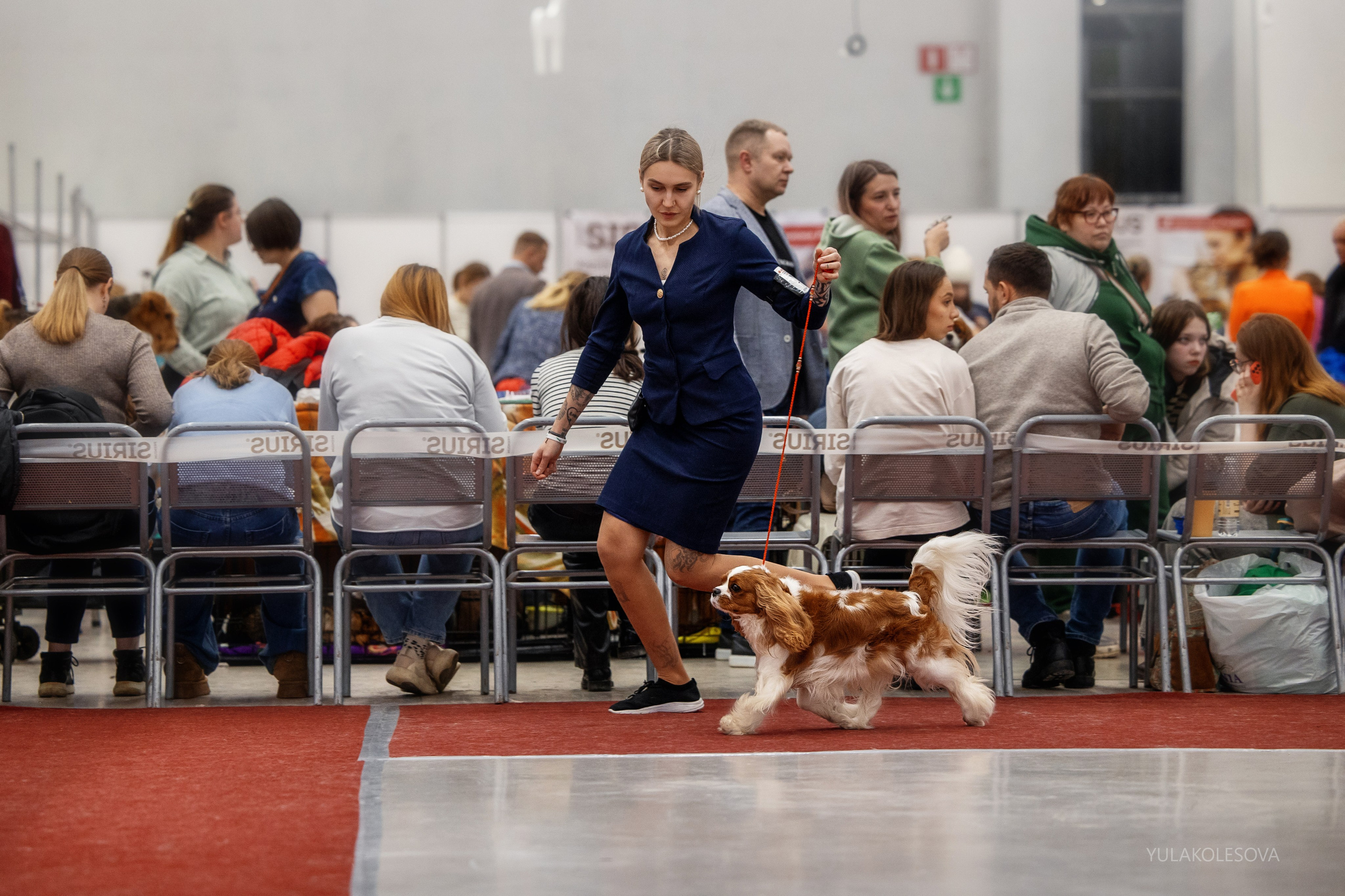 14.12.2024 Выставка собак всех пород «Кубок Дружбы — 2024». YULA KOLESOVA | Фотограф — Анималист | Художник | Тюмень