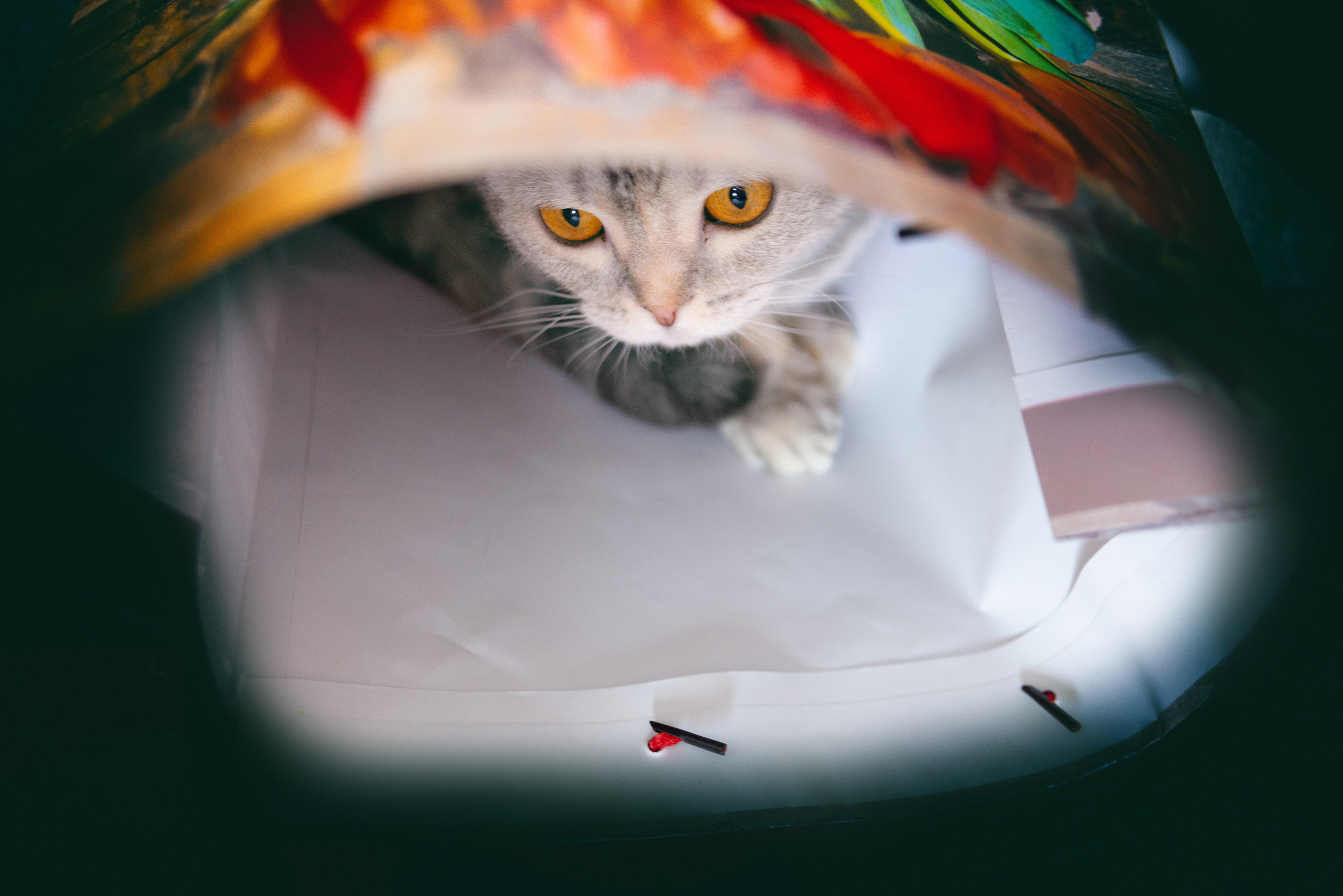 Съёмка животных и макро фото (Photographing animals and macro). Фотограф (photographer) Lischinski Vitaliy