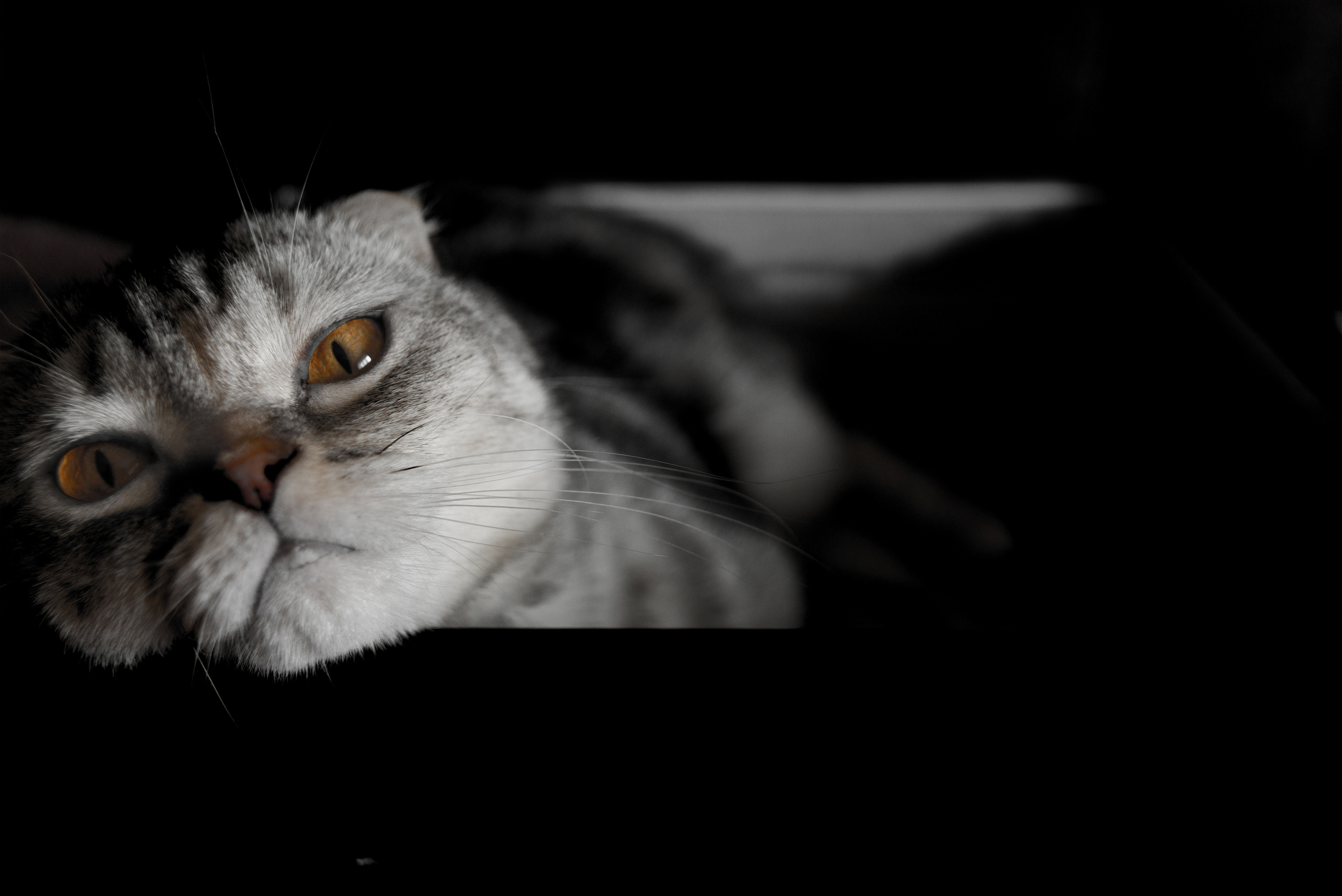 Съёмка животных и макро фото (Photographing animals and macro). Фотограф (photographer) Lischinski Vitaliy