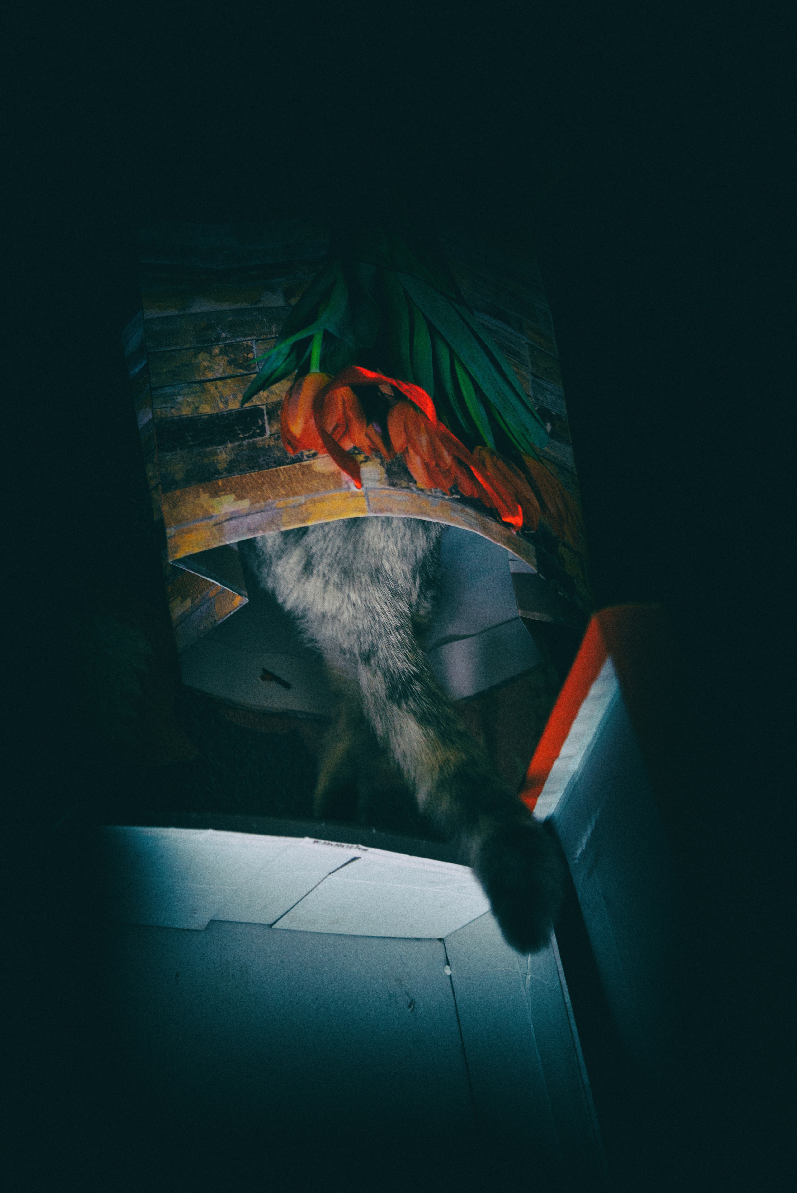 Съёмка животных и макро фото (Photographing animals and macro). Фотограф (photographer) Lischinski Vitaliy