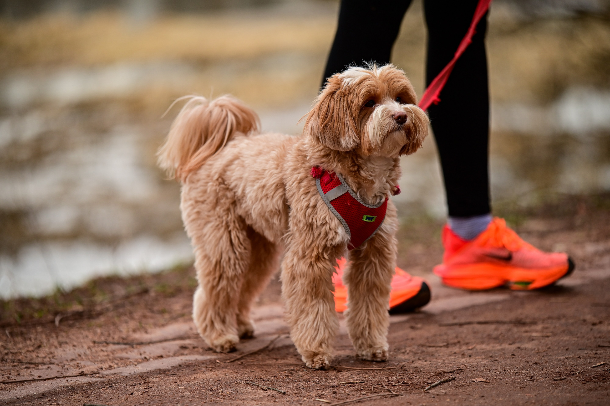ЗабегИ в Царицыно. 3 года. Фотограф | Ирина Гамзинова | Москва