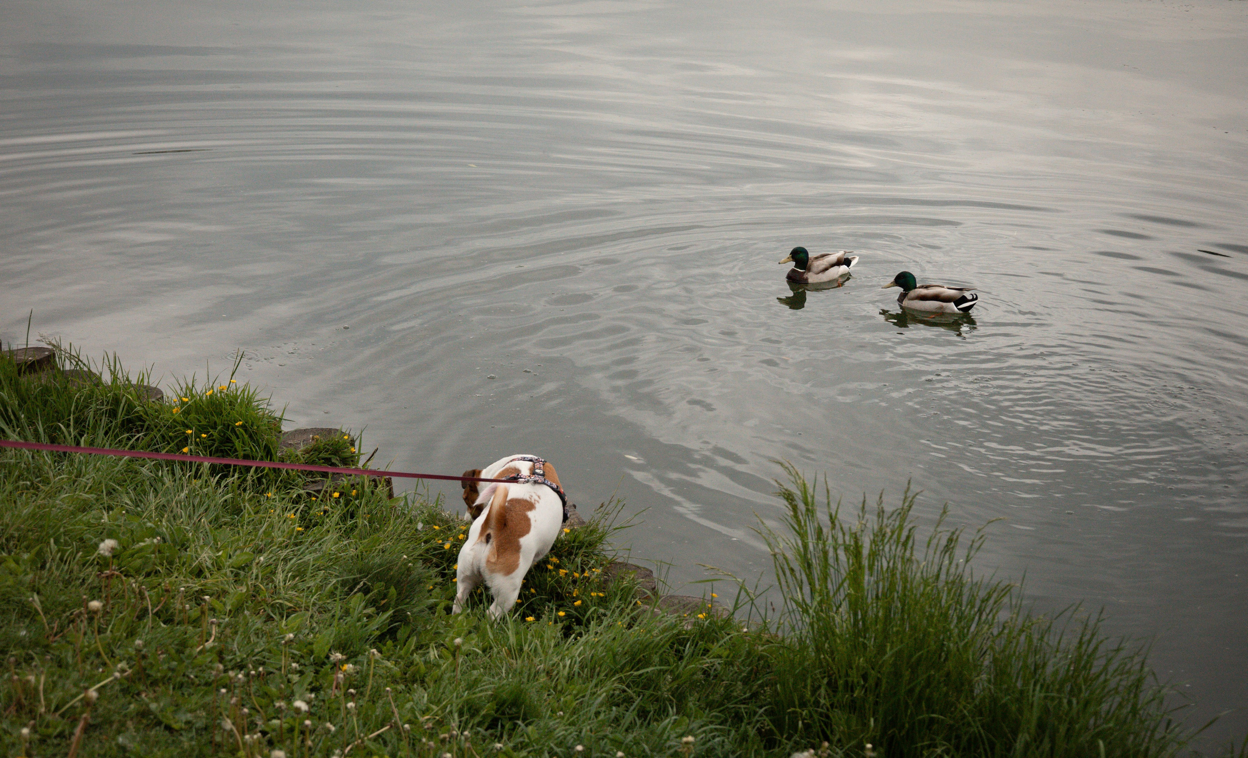 Моя маленькая спутница: Банни и Настя в Южнобутовском парке. Фотограф-анималист в Москве Екатерина Тихонова