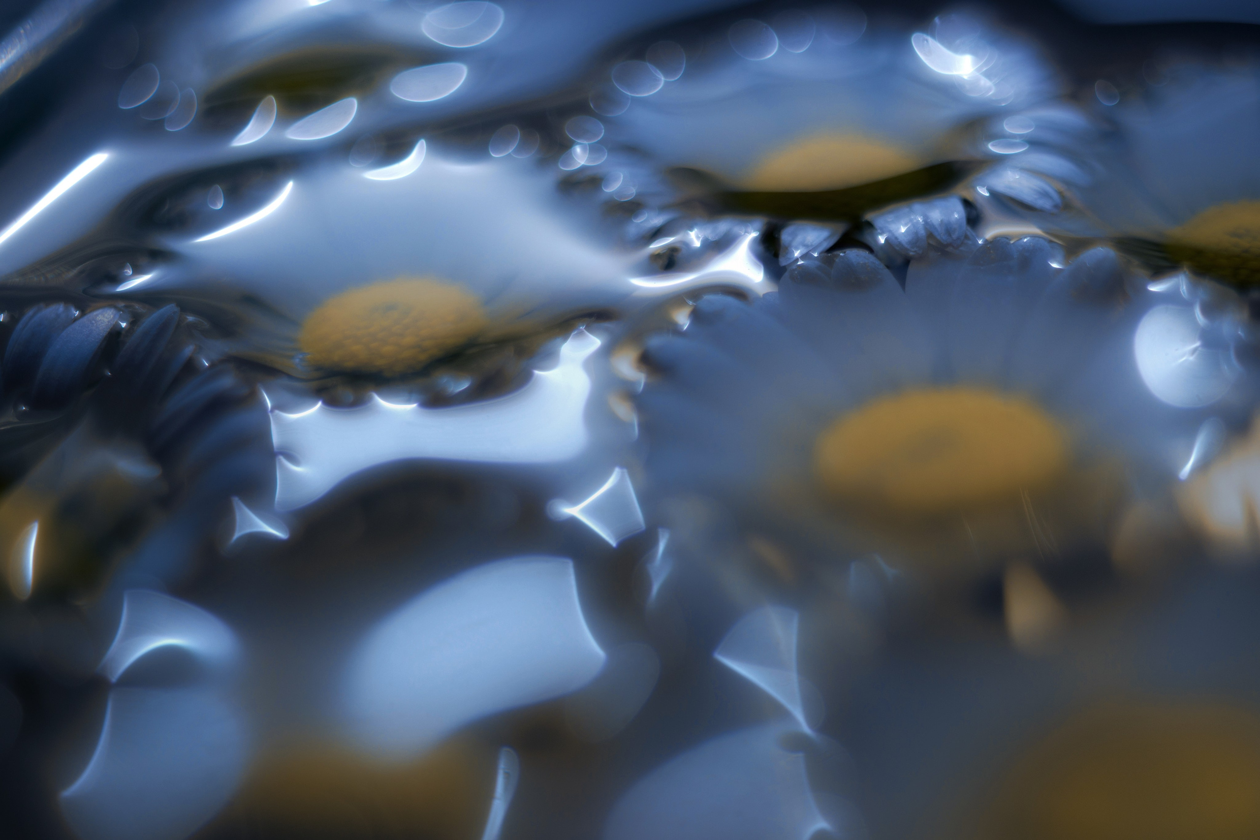 Макро. Фотограф Лагутин Анатолий