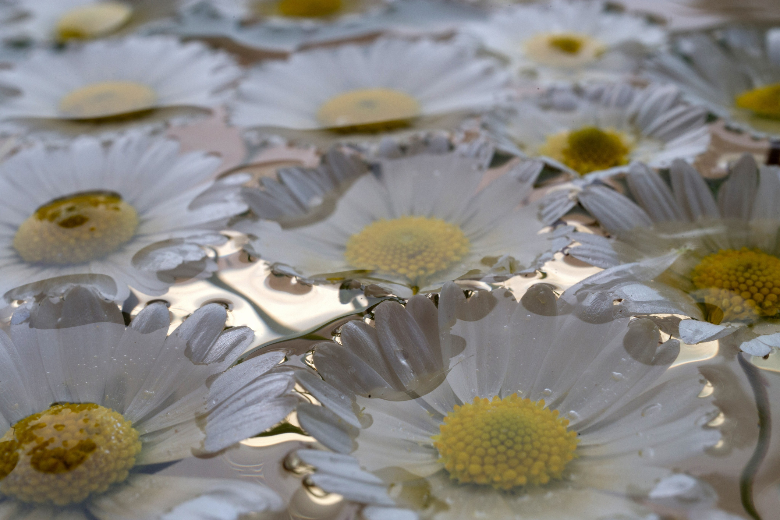 Макро. Фотограф Лагутин Анатолий