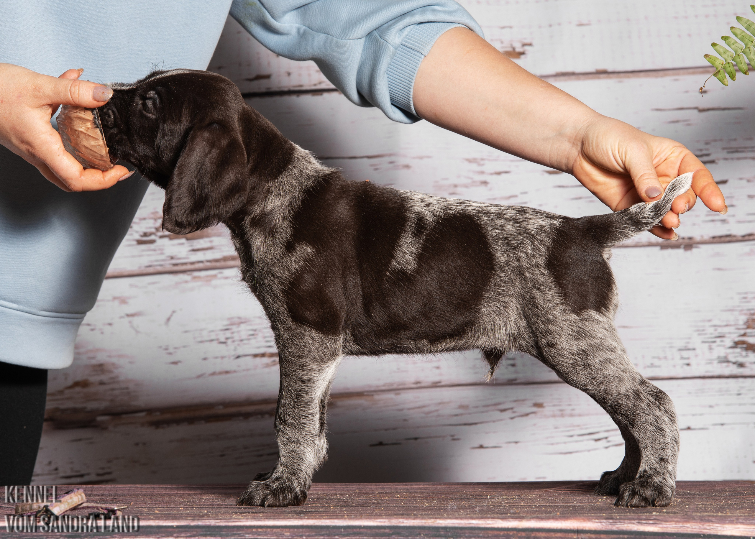 Вереск вом Сандра Лэнд, Veresk vom Sandra Land