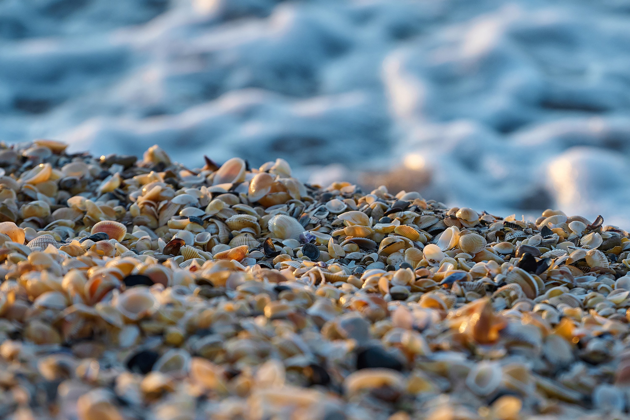 поселок Приазовский, Краснодарский край, Азовское море, пляж, ракушка, закат