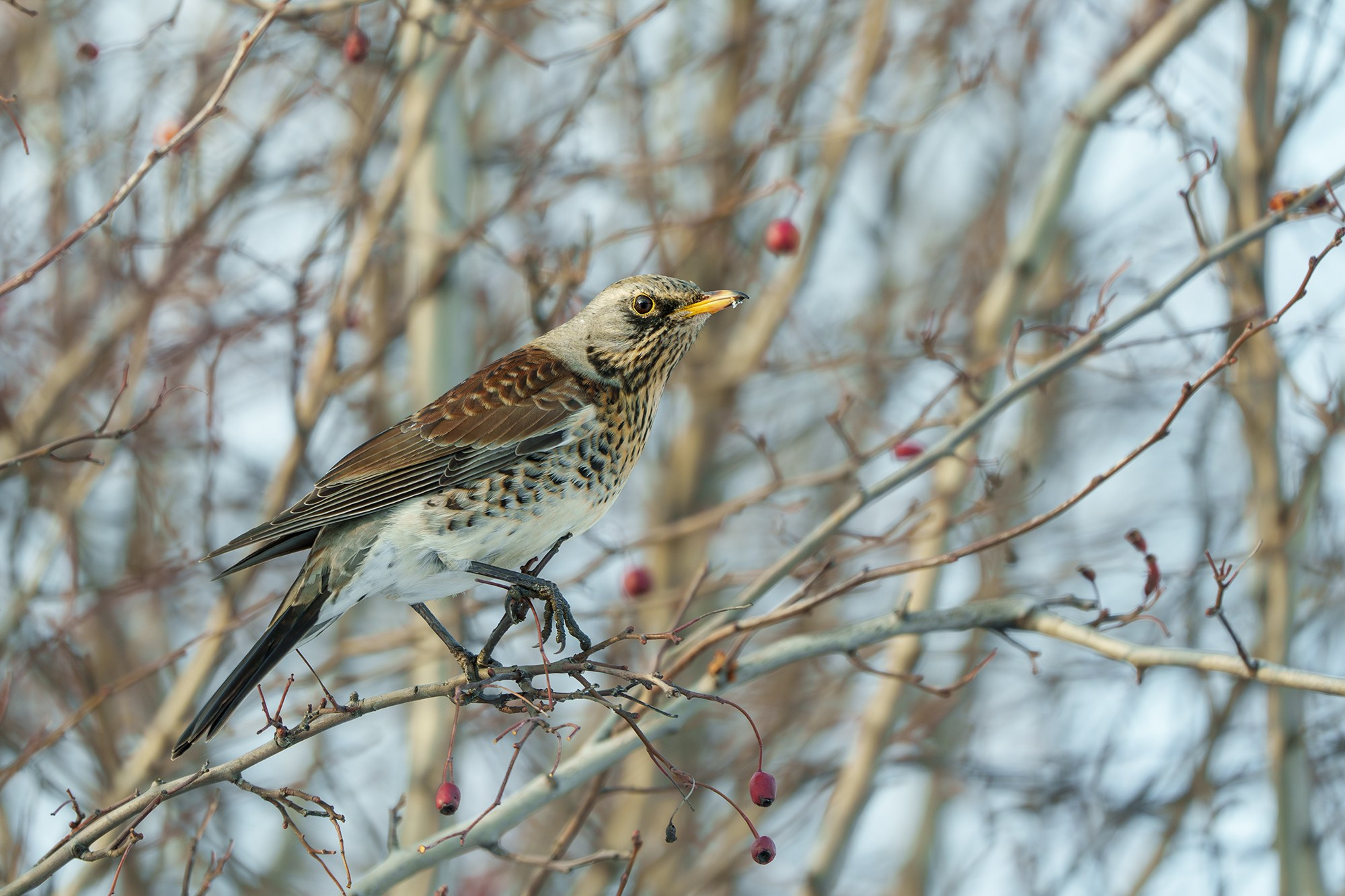 Удивительные мир птиц. Вокруг нас столько прекрасного — присмотритесь!. Ваш личный фотограф Марина Волкова