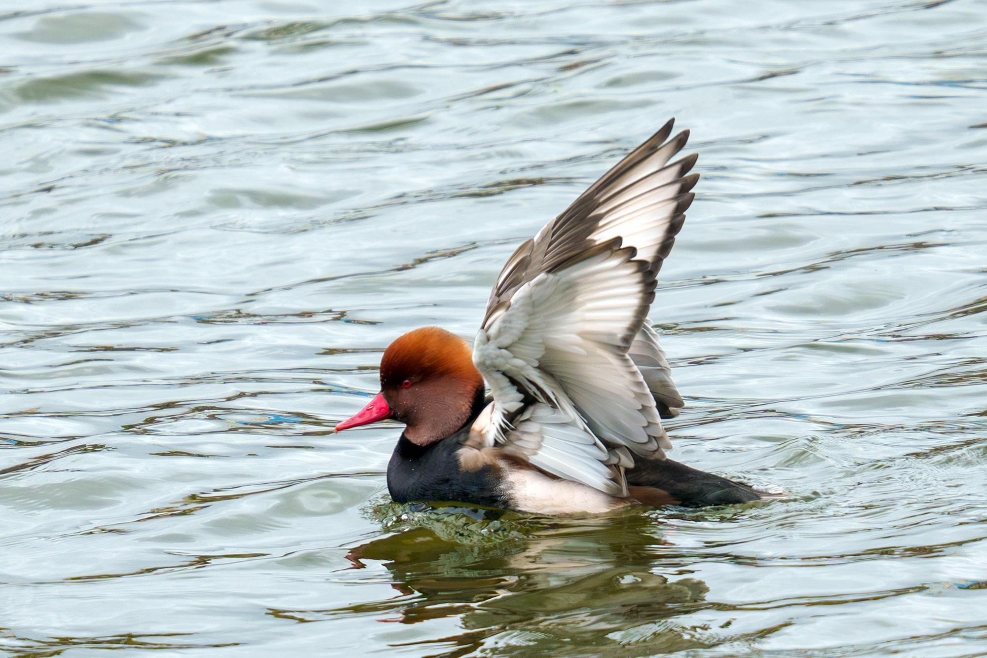 Удивительные мир птиц. Вокруг нас столько прекрасного — присмотритесь!. Ваш личный фотограф Марина Волкова