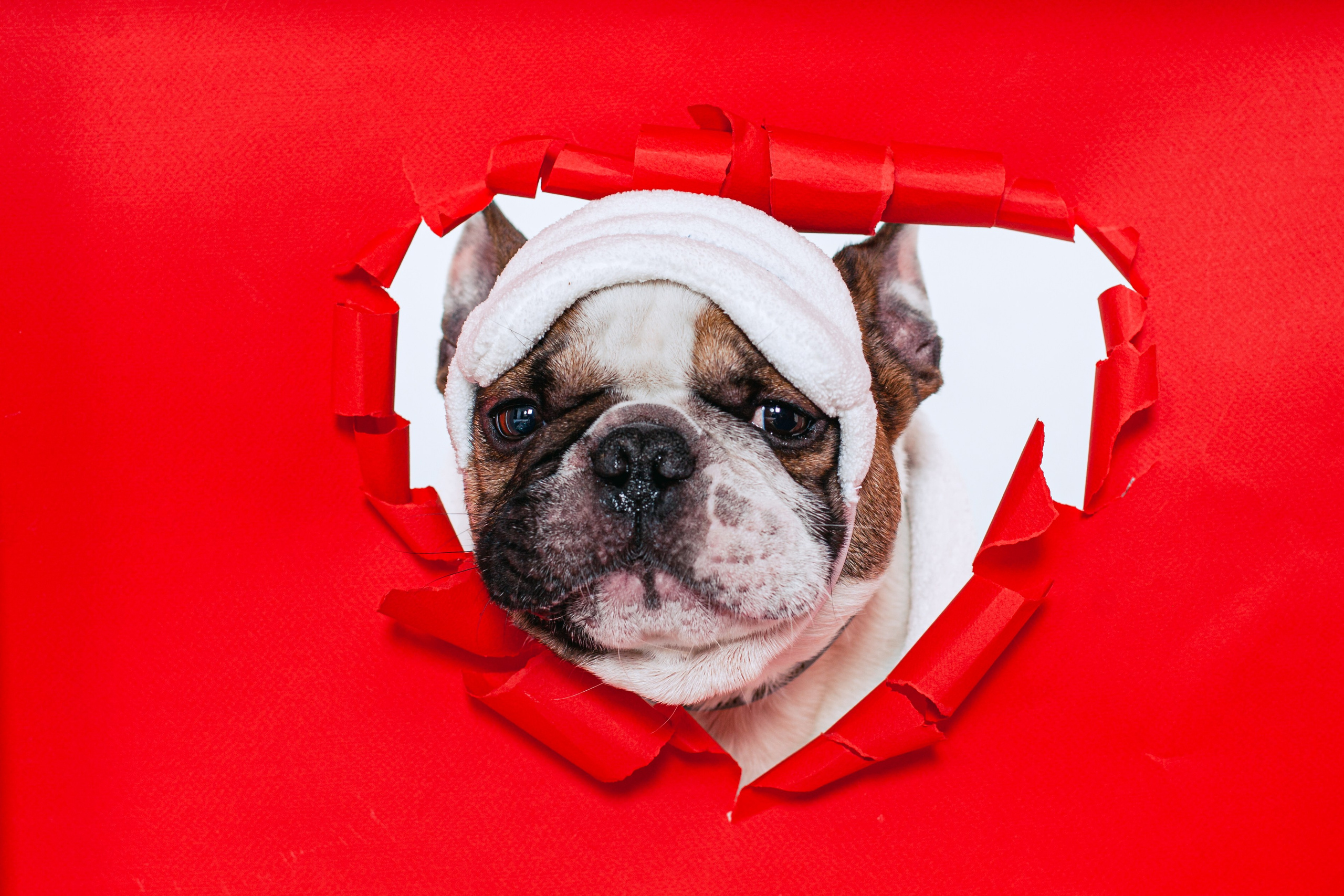 Пижамная вечеринка французских бульдогов и их хозяев. Фотограф-анималист Татьяна Степанова