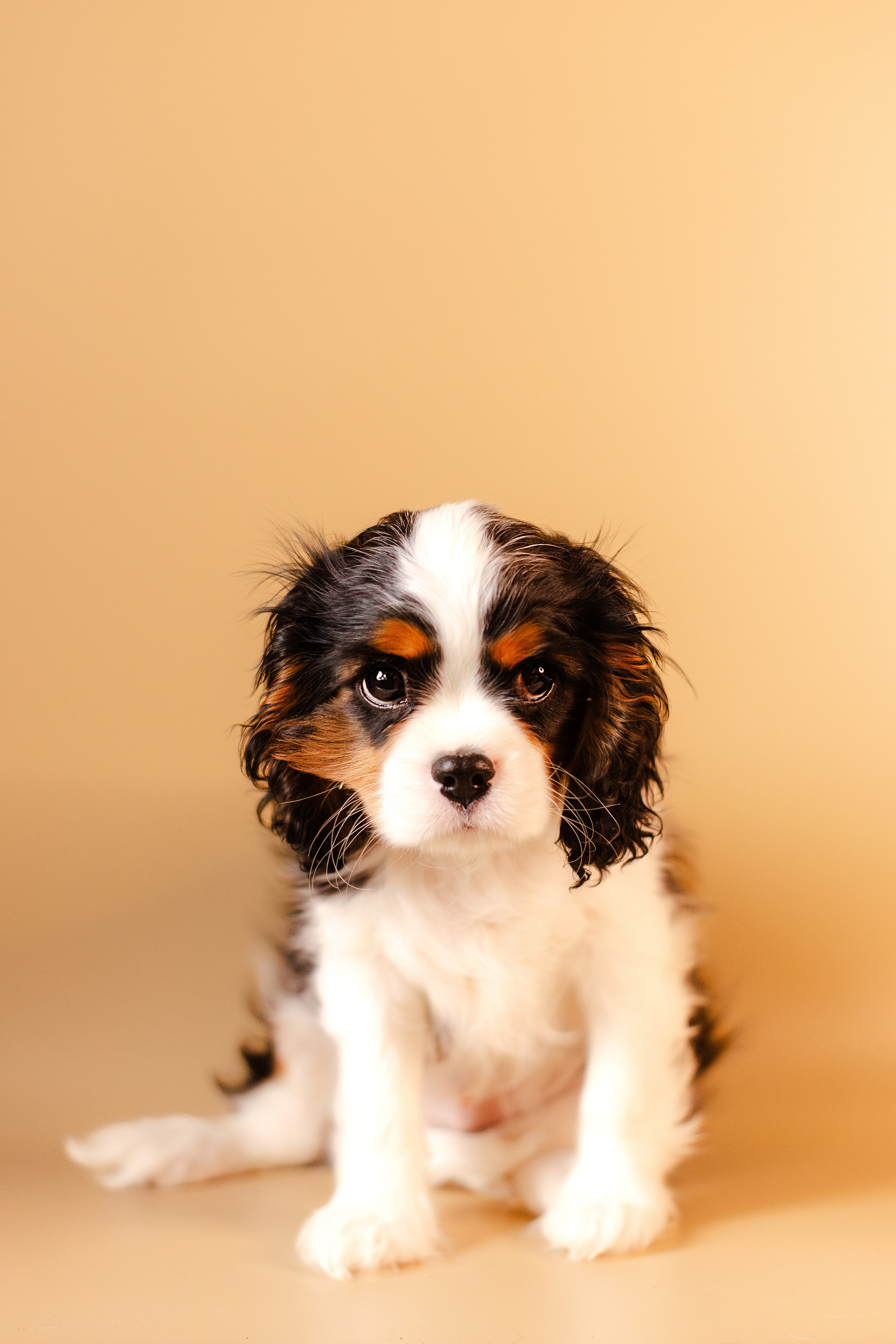 Жанна и кавалеры. Фотограф-анималист Мария Баркевич | Москва