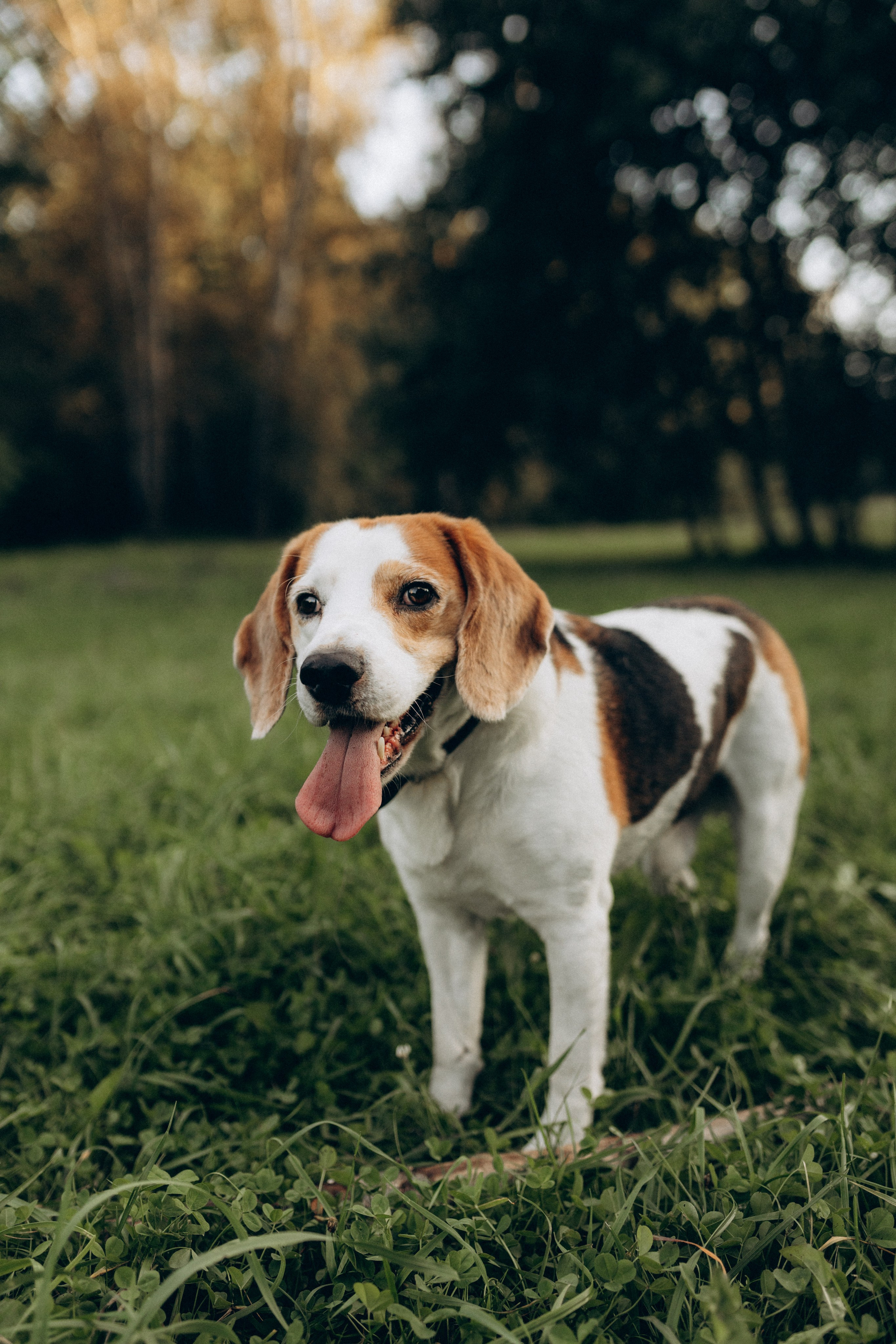 Наташа, Андрей, Эмиль, Стас, Ярослав и Арчи. Фотограф НОГИНСК, Москва, Анастасия Белая