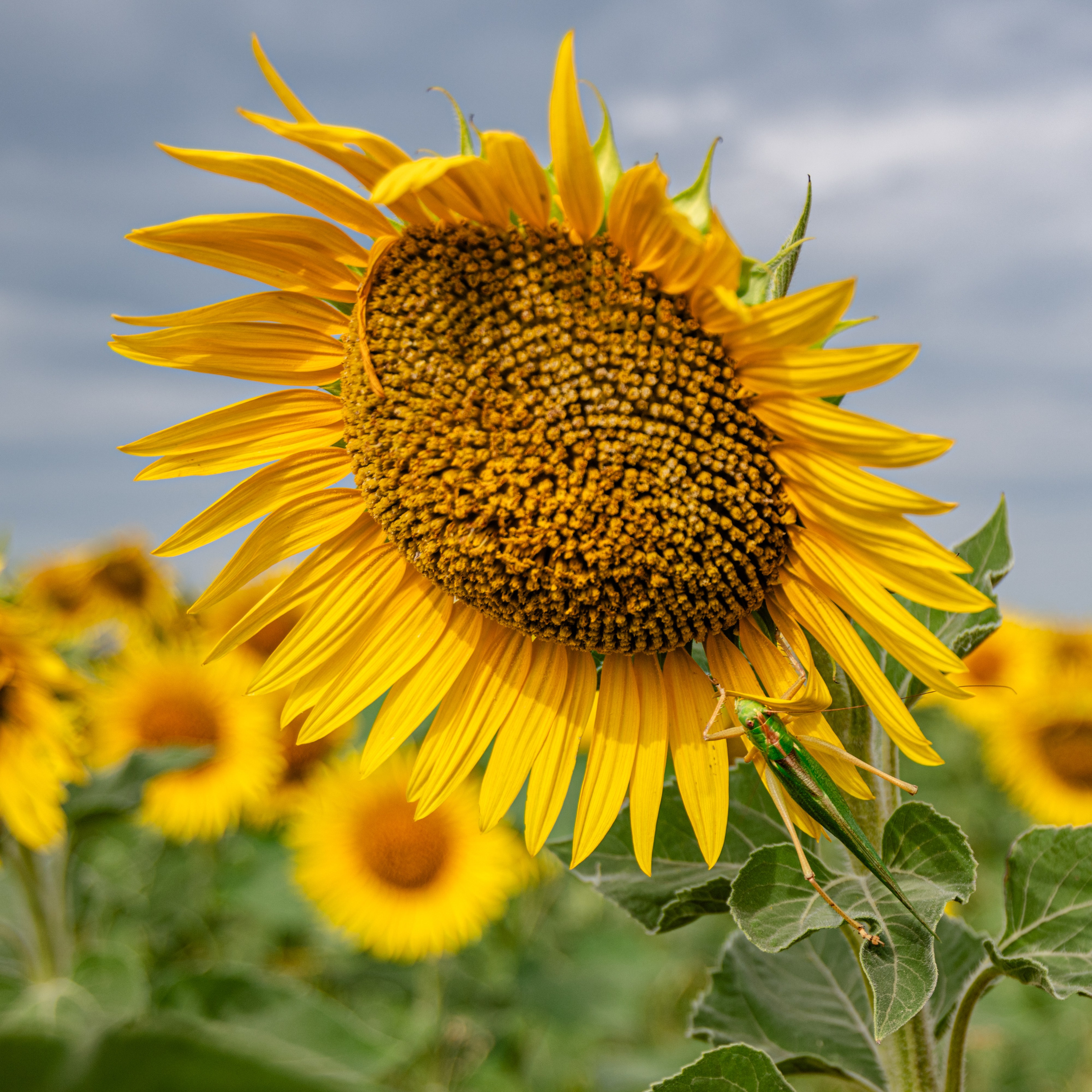 Природа Самарской области в кадре. Дикие степи, Жигулёвские горы и волжские просторы — авторские фотографии уникальных ландшафтов. Фотограф Самара — репортажная, свадебная, интерьерная съёмка от Ильи Петрова, профессионала своего дела