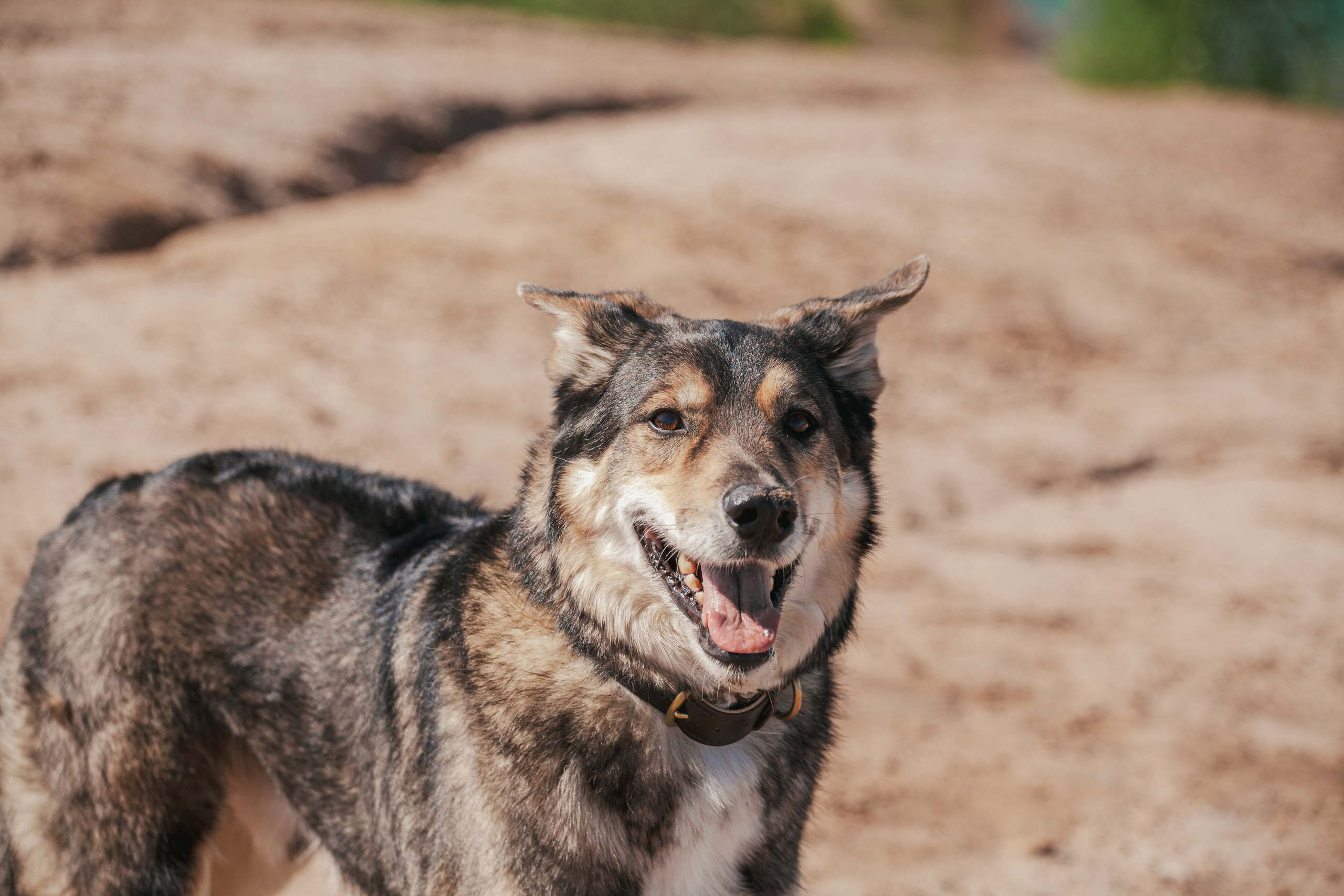 Кондуки. Фотограф-анималист Татьяна Степанова