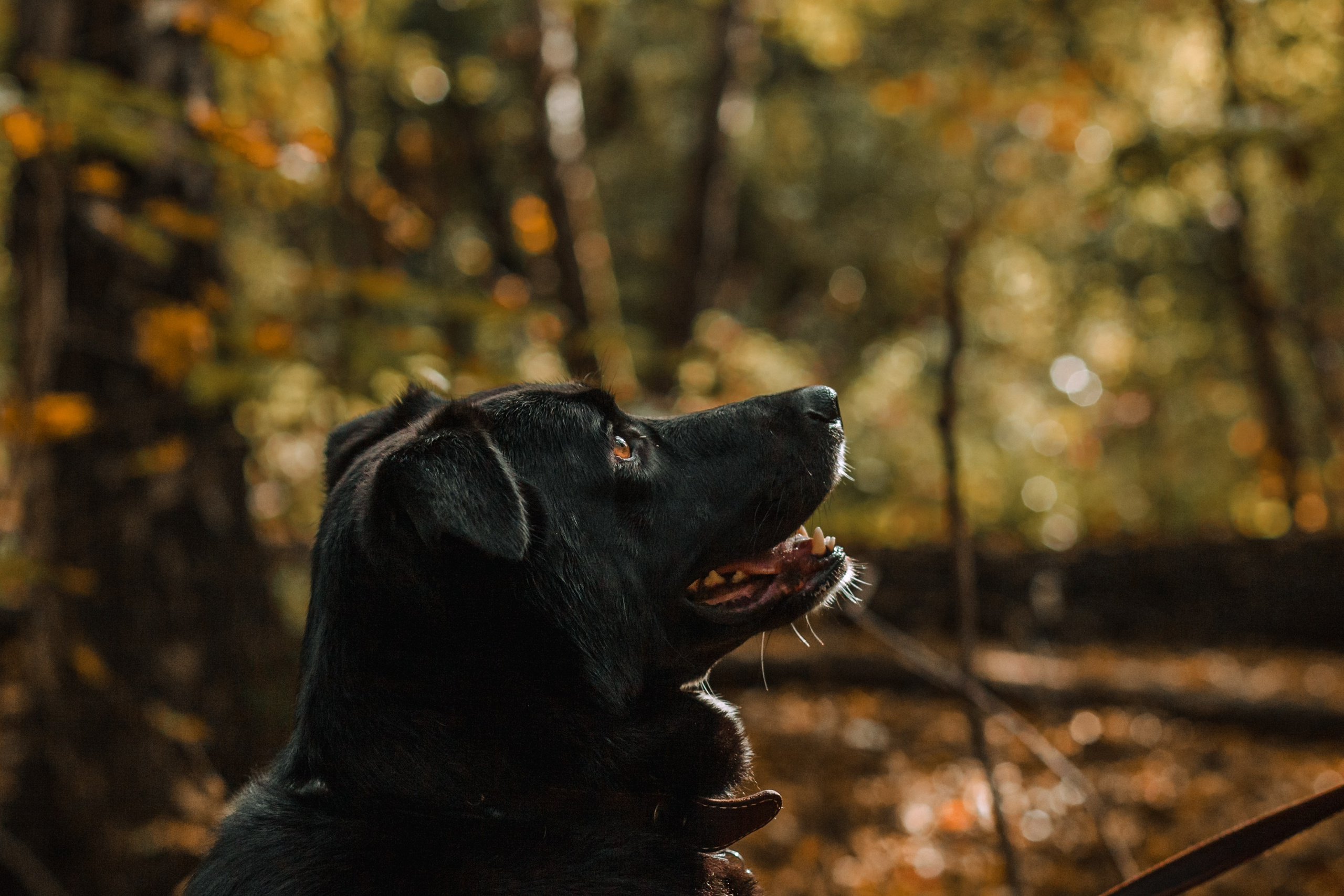 Юля и Фортуна. Фотограф-анималист Татьяна Степанова