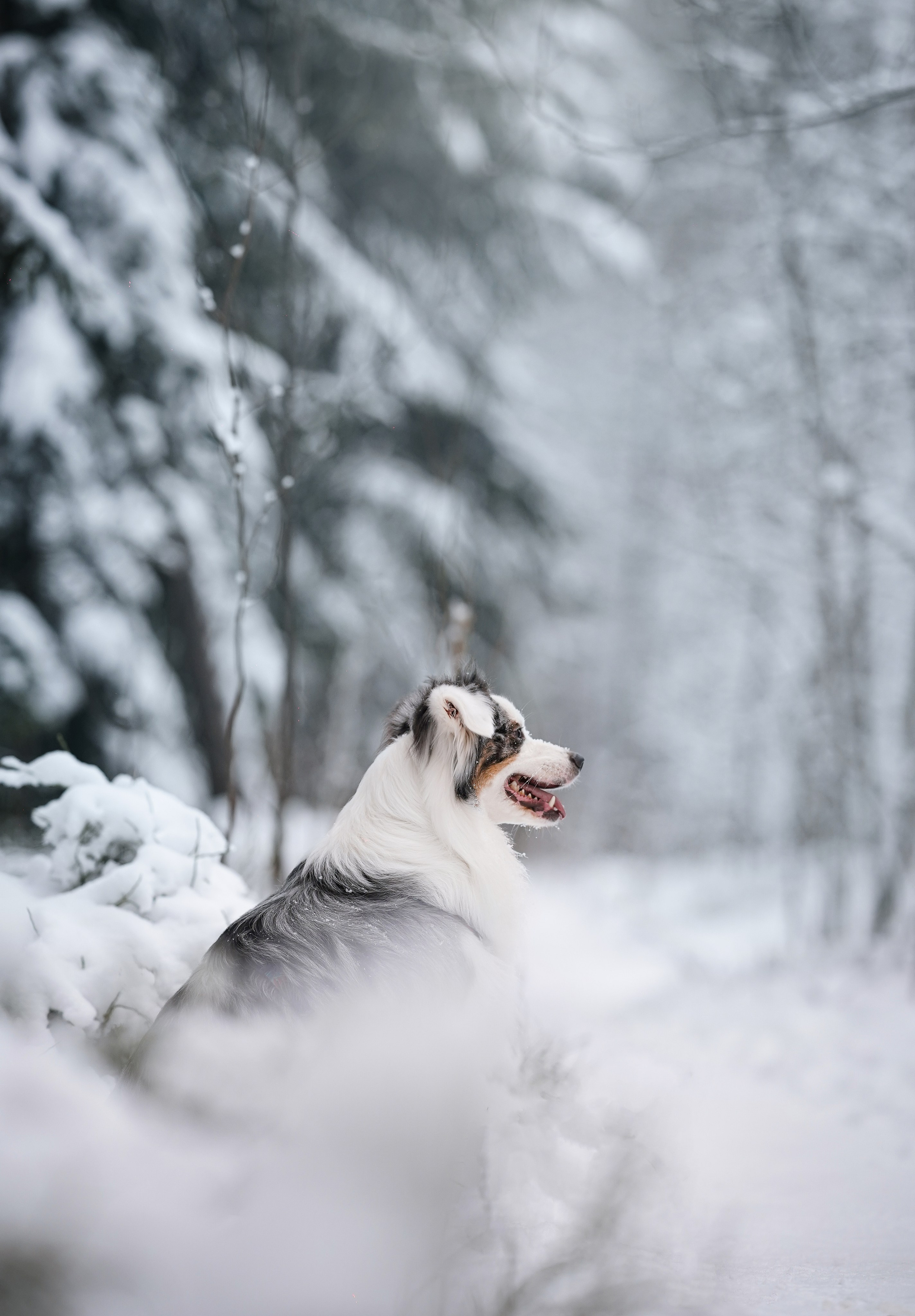 Антон Аиша и Римус. Фотограф-анималист в Санкт-Петербурге Яна Мартынова