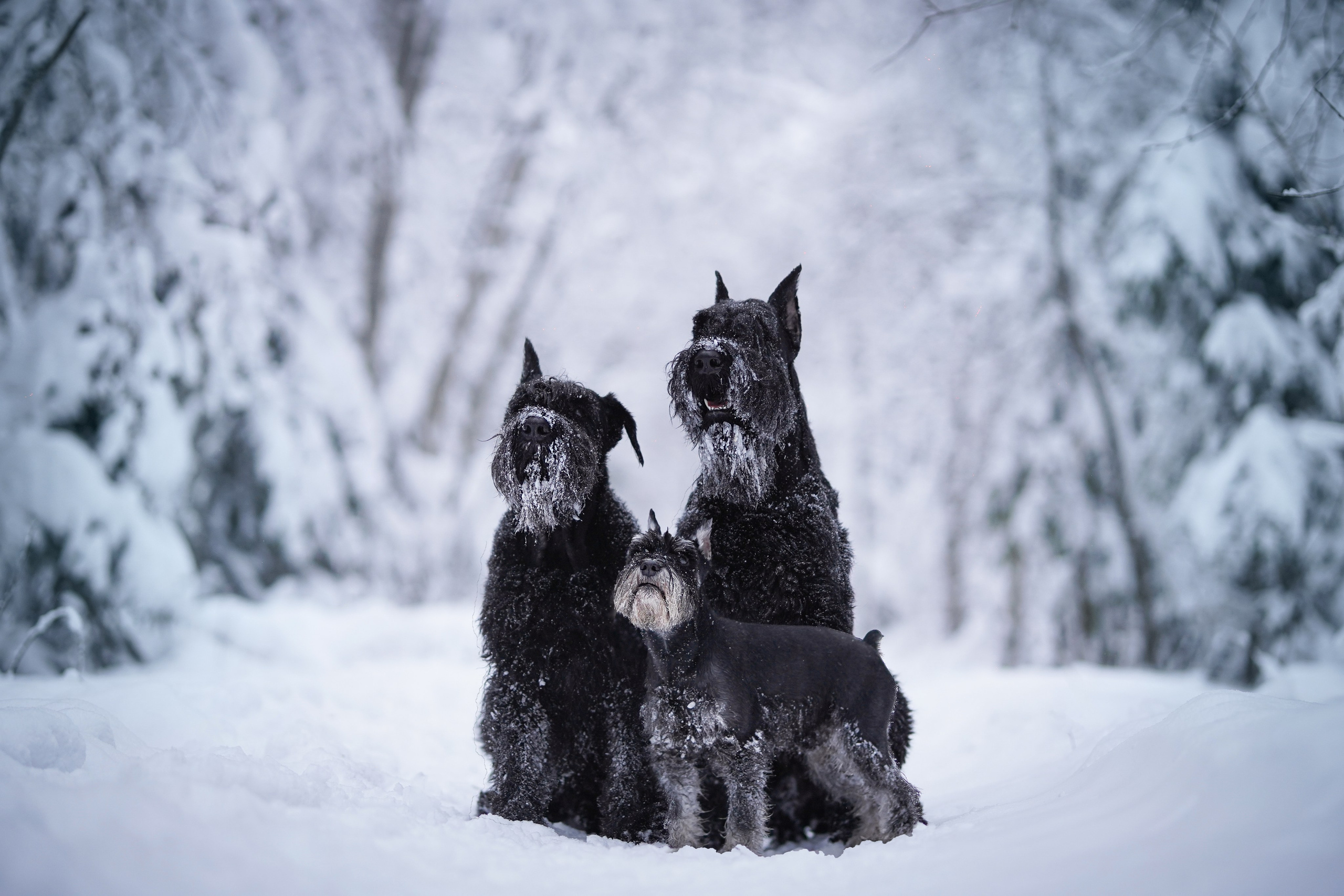Оля Миша и шнауцеры. Фотограф-анималист в Санкт-Петербурге Яна Мартынова