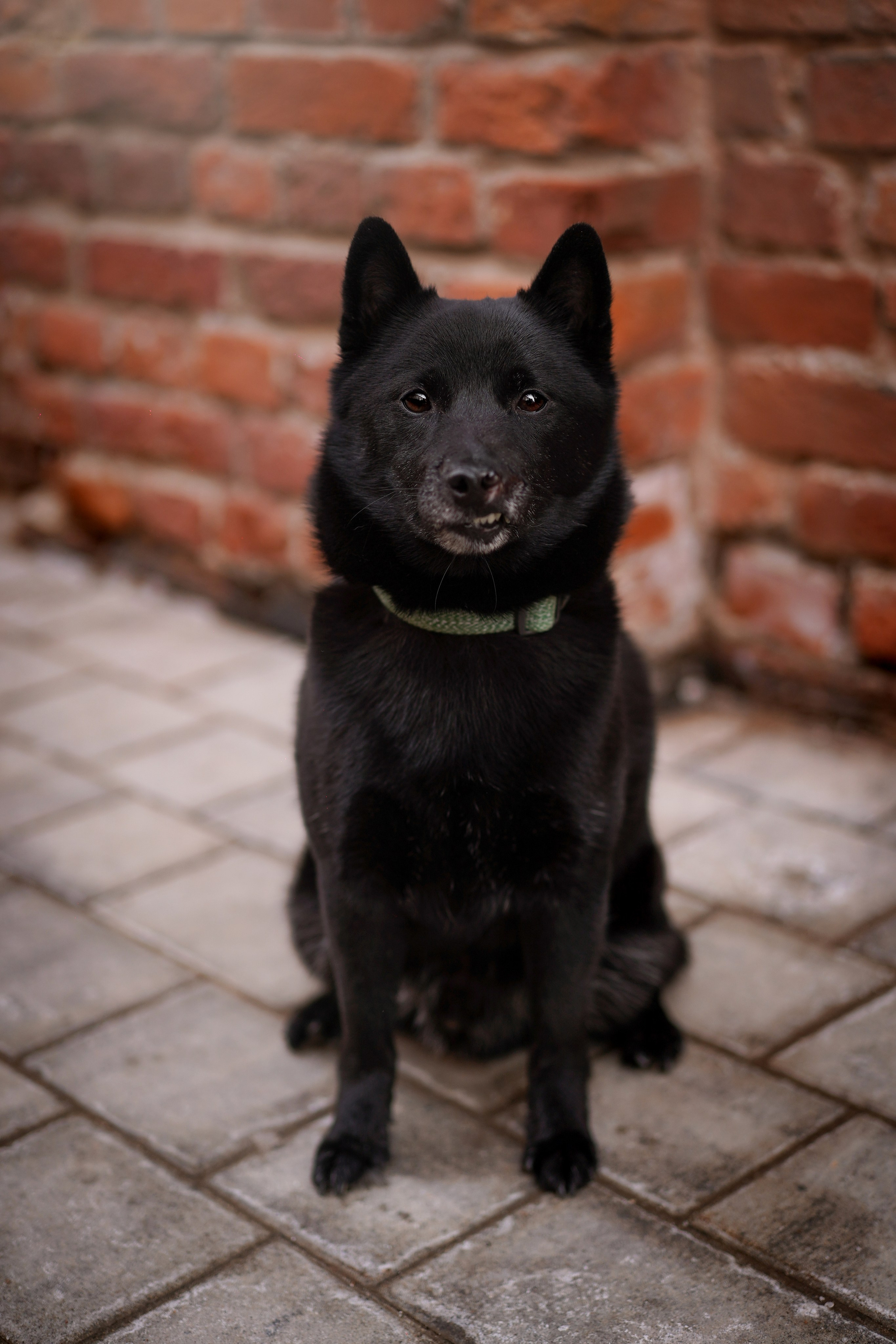 Аня Арчи и Мишель. Фотограф-анималист в Санкт-Петербурге Яна Мартынова