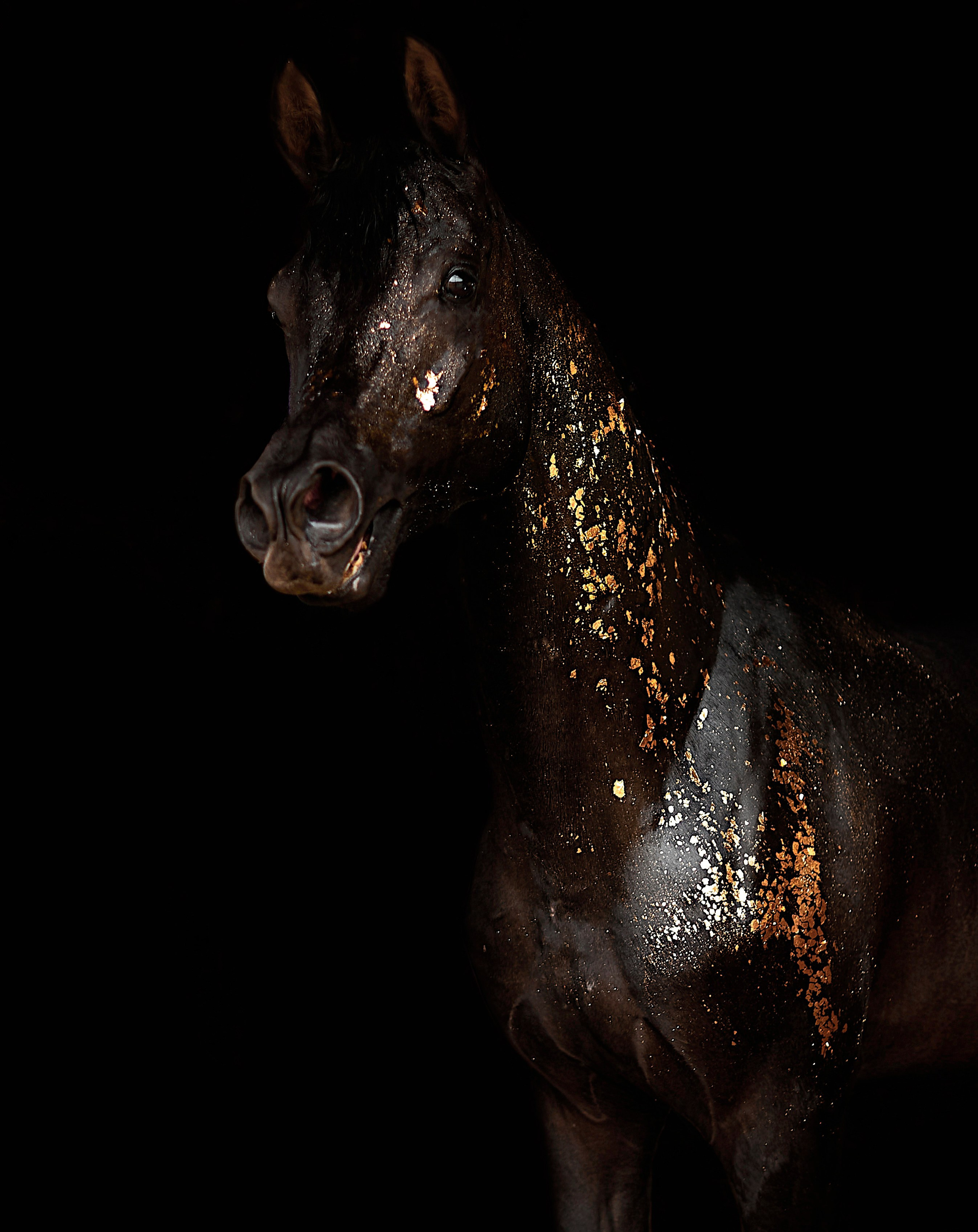 Харакс. Фотограф в Севастополе