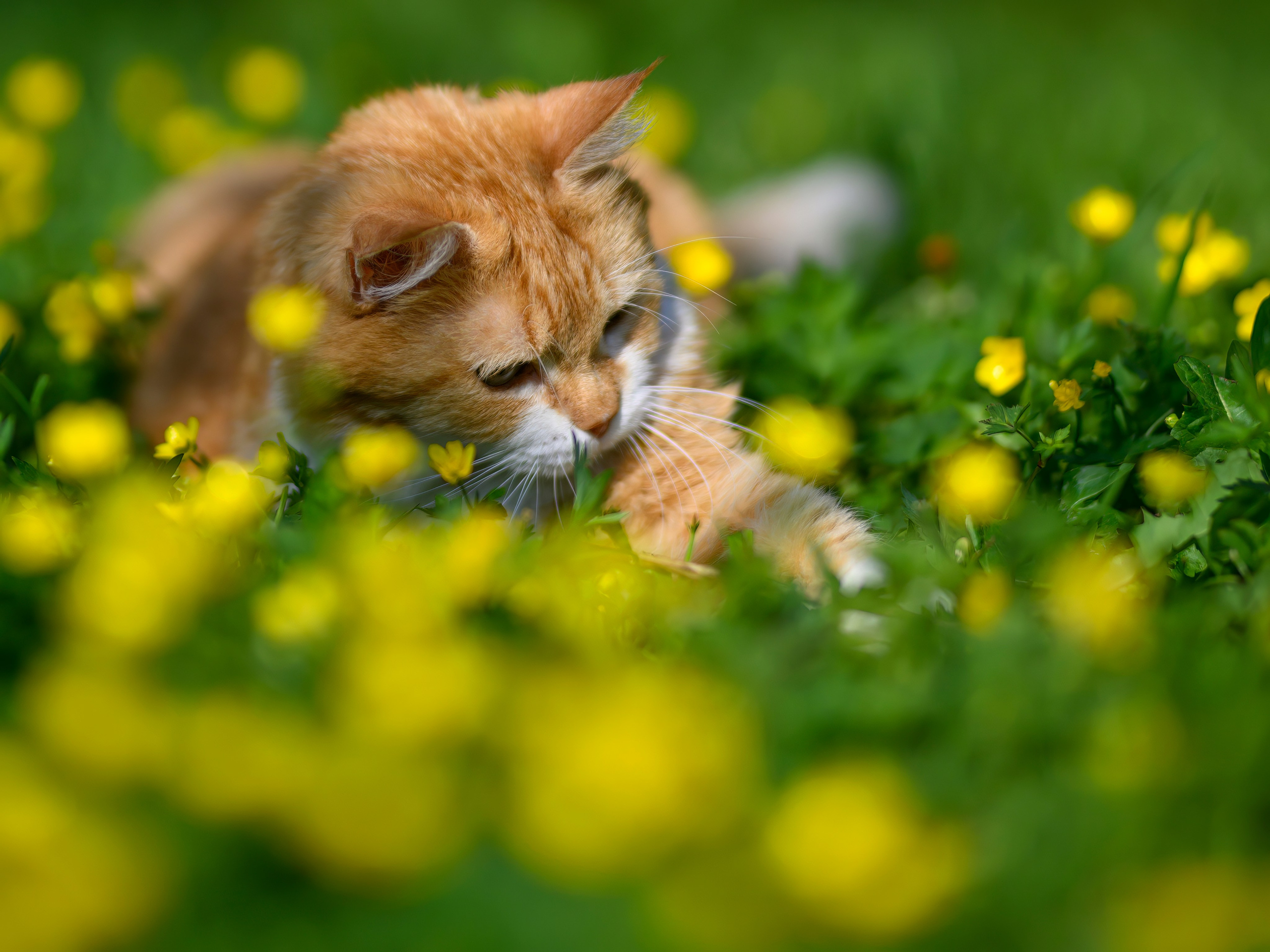 Рыжий!. Wildlife photography by Sergey Puponin