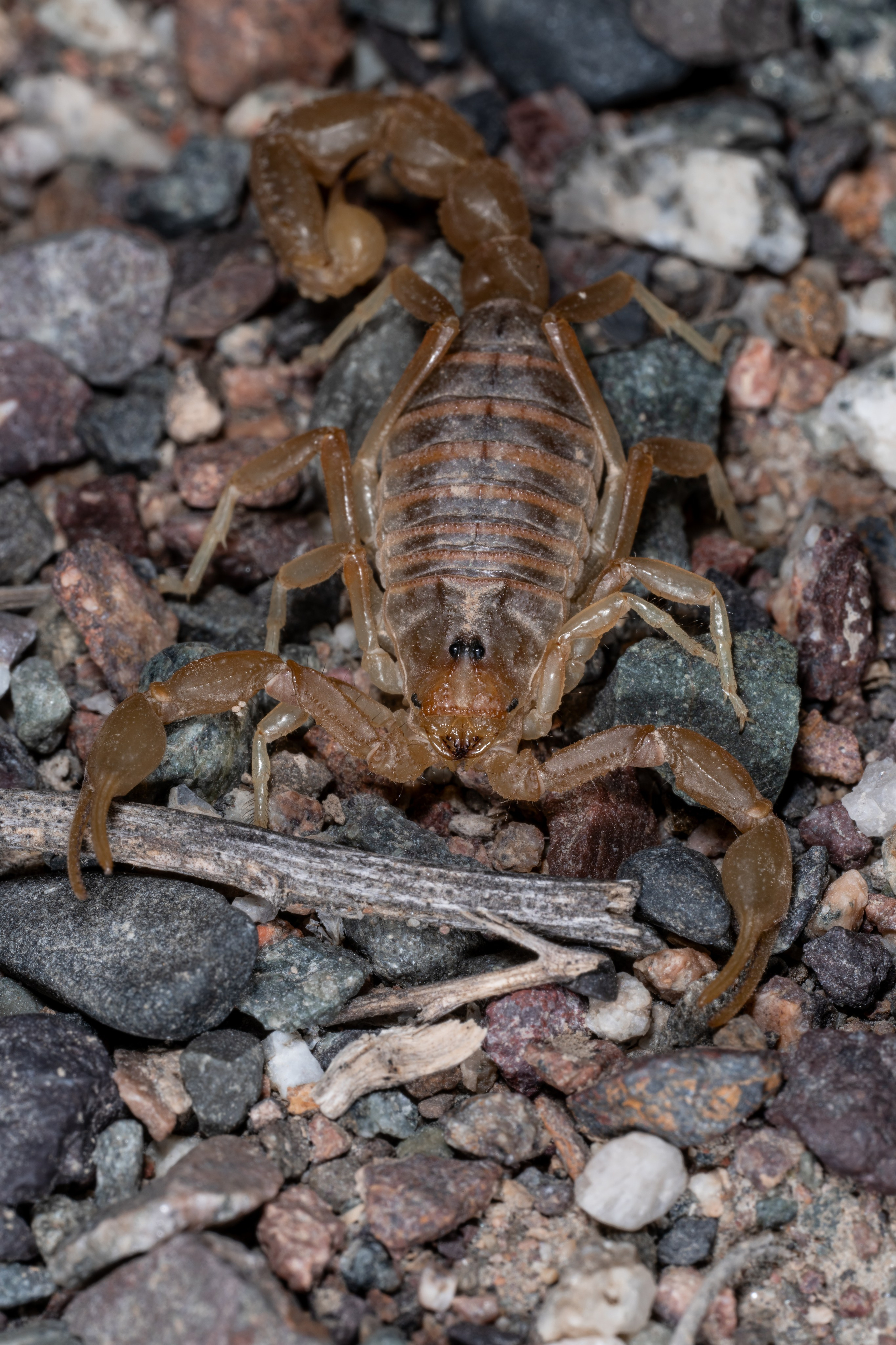 МАКРО. Фотограф в Алматы Артемий Матюнин
