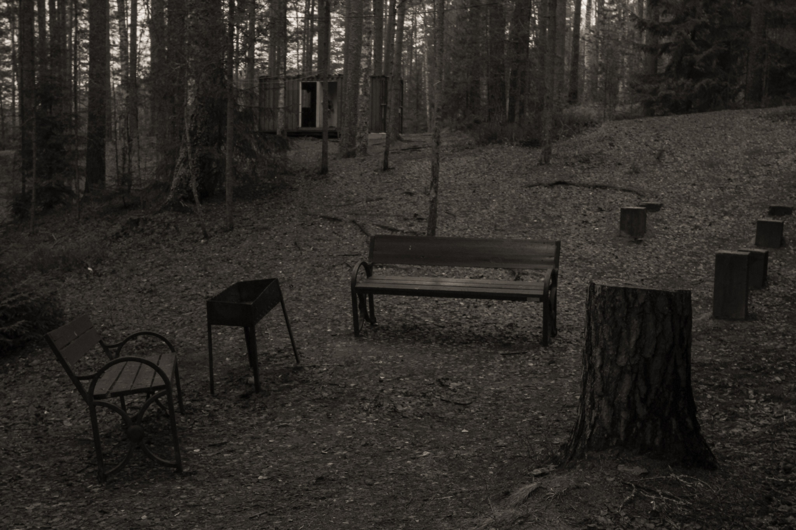 Лес и абстрактность. Портретный фотограф DanilNabody