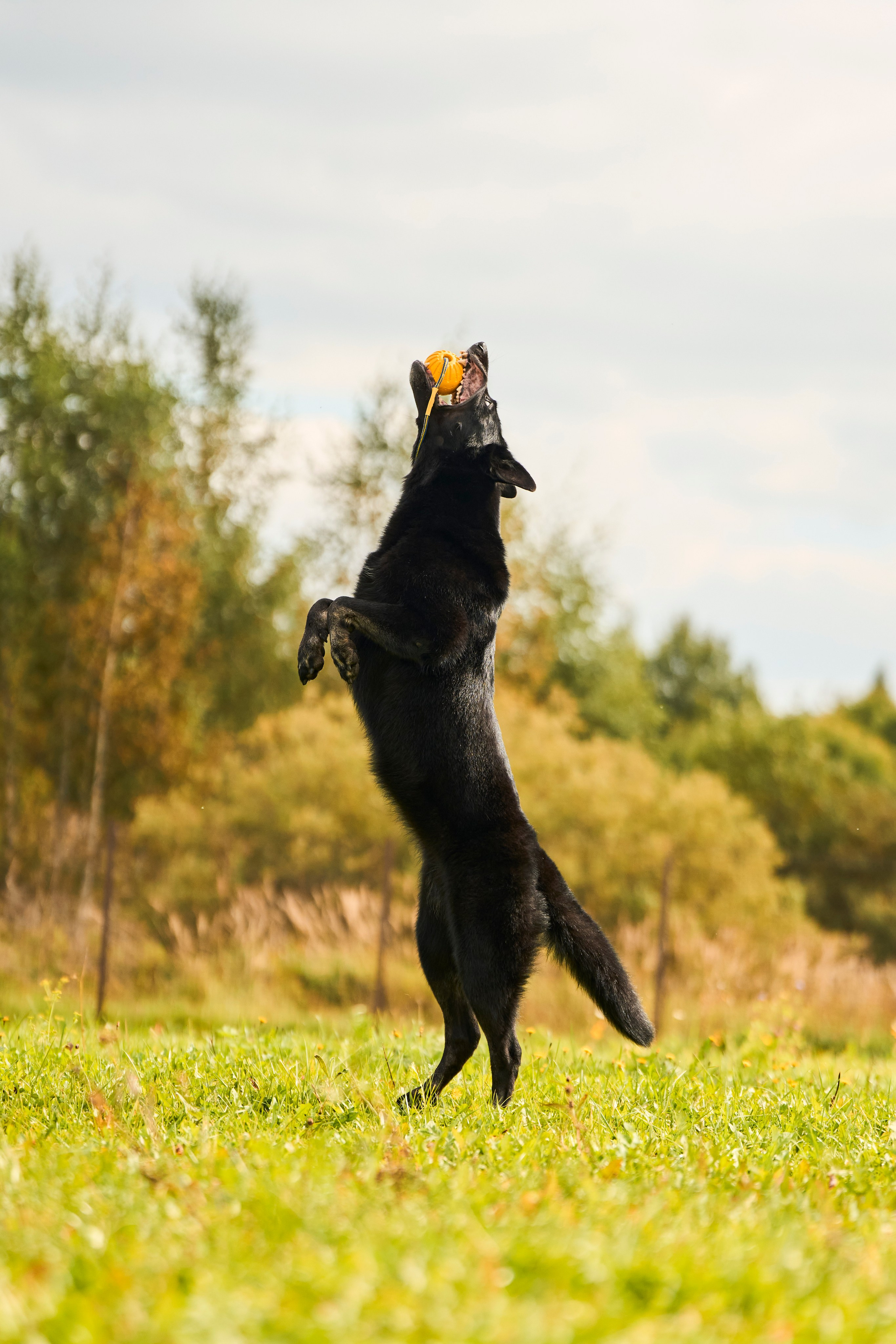 Фотосессия ваших питомцев. Женский и свадебный фотограф в Москве Елена Тараскина