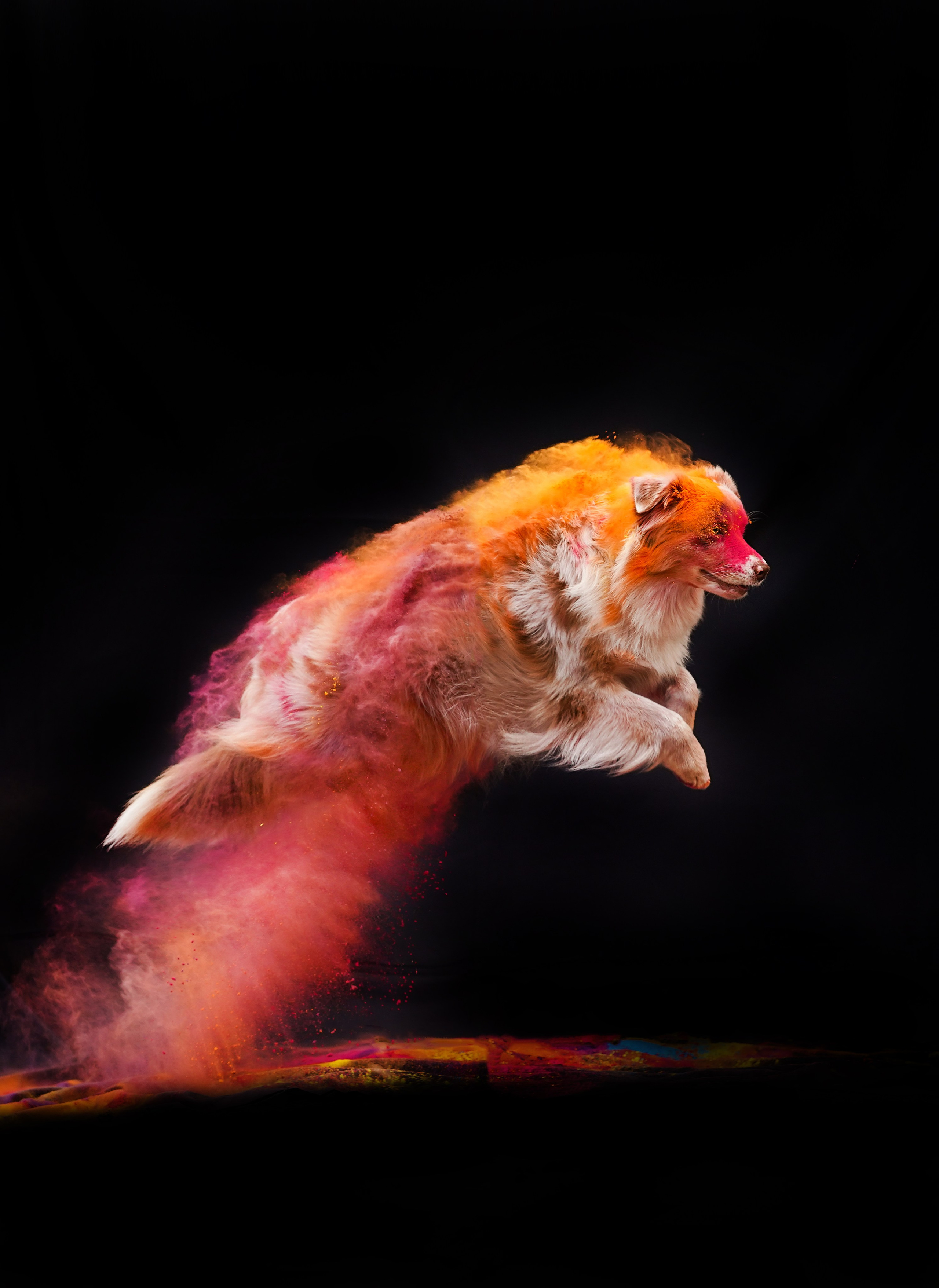 Панда и краски Холи. Фотограф-анималист в Санкт-Петербурге Яна Мартынова