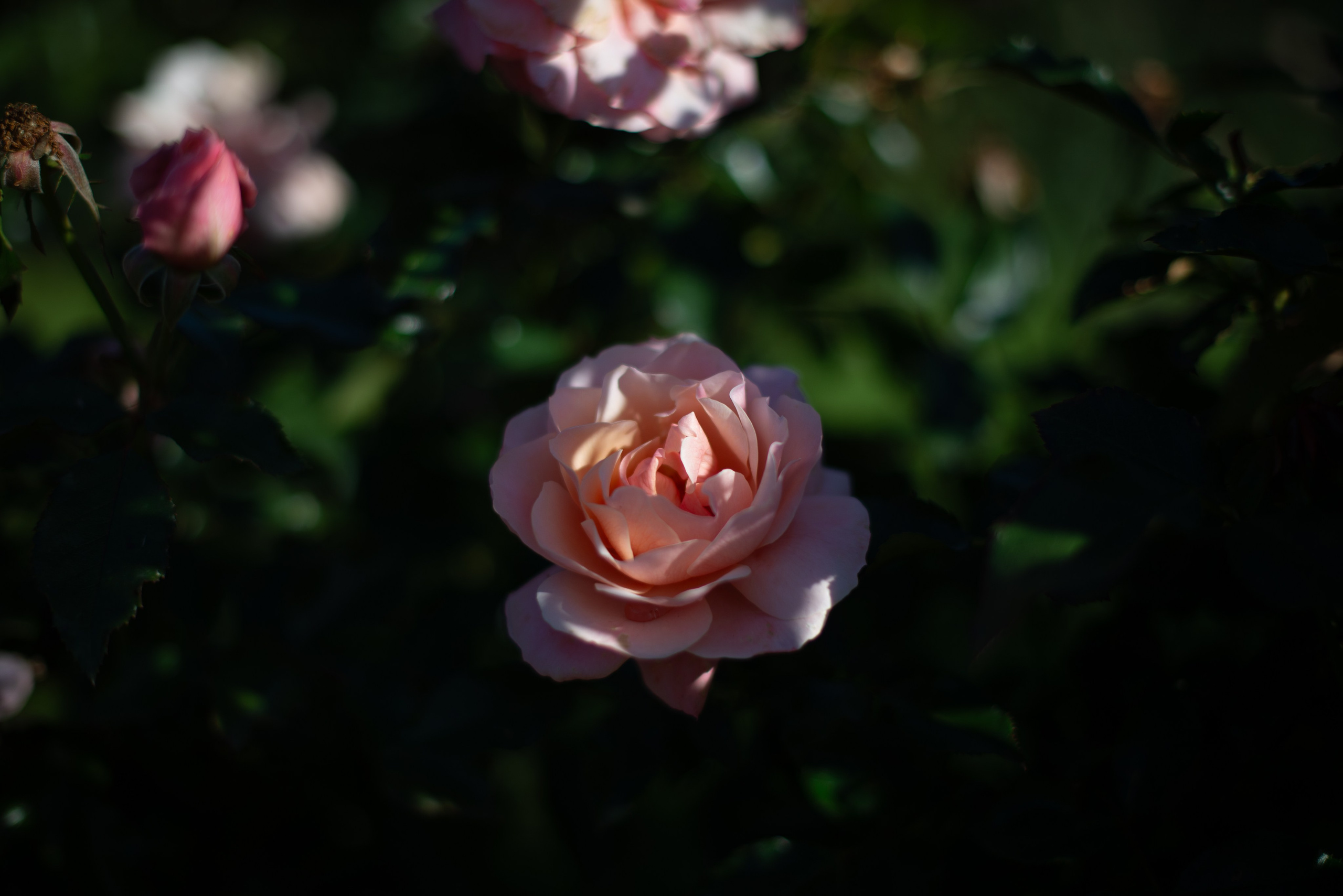 Цветы сада МГУ. Victoria Radjevna Репортажный Фотограф — Видеограф Москва • Санкт-Петербург