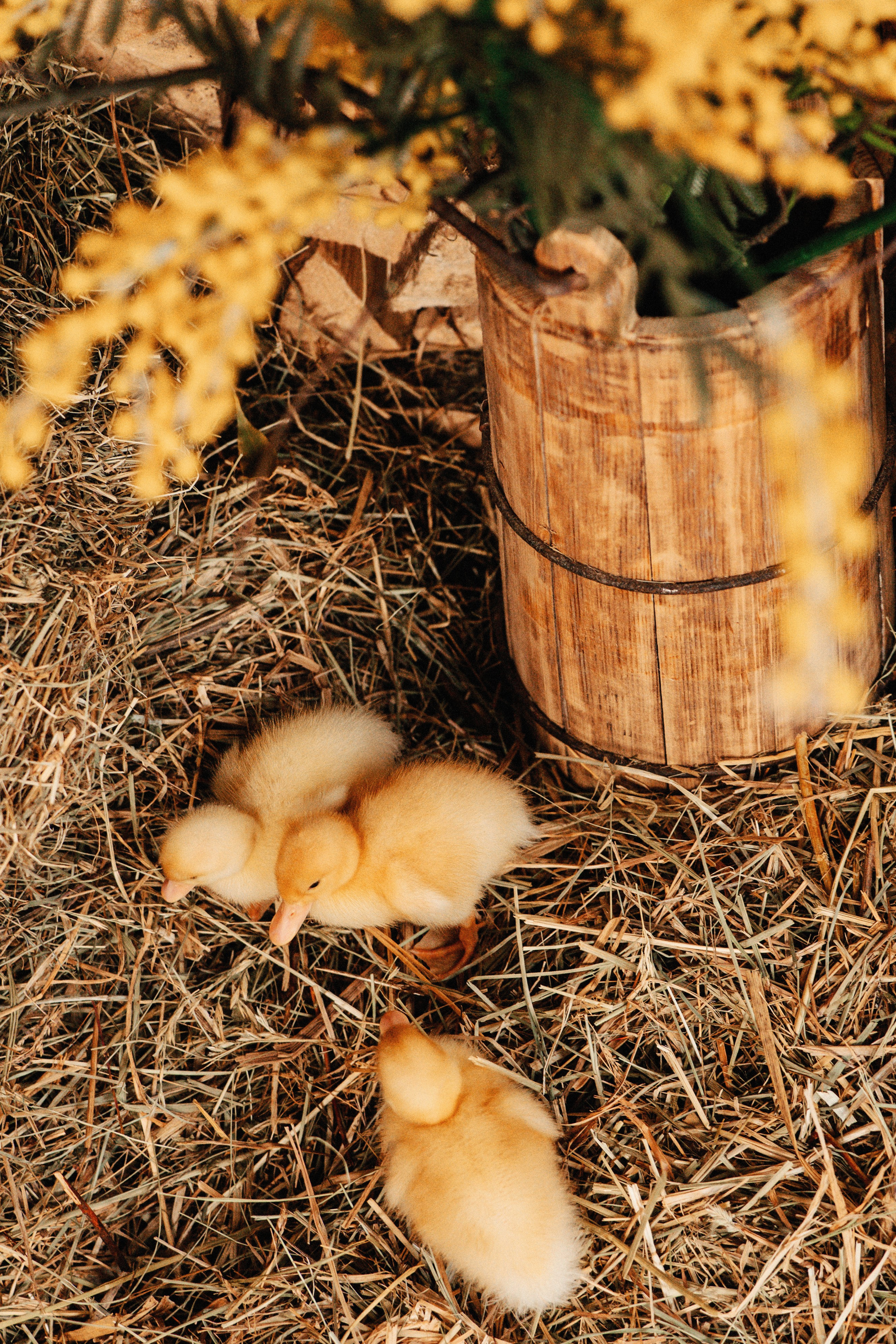 Пасхальная фотосессия. Ваш семейный фотограф в Минске — Вика Трегубова